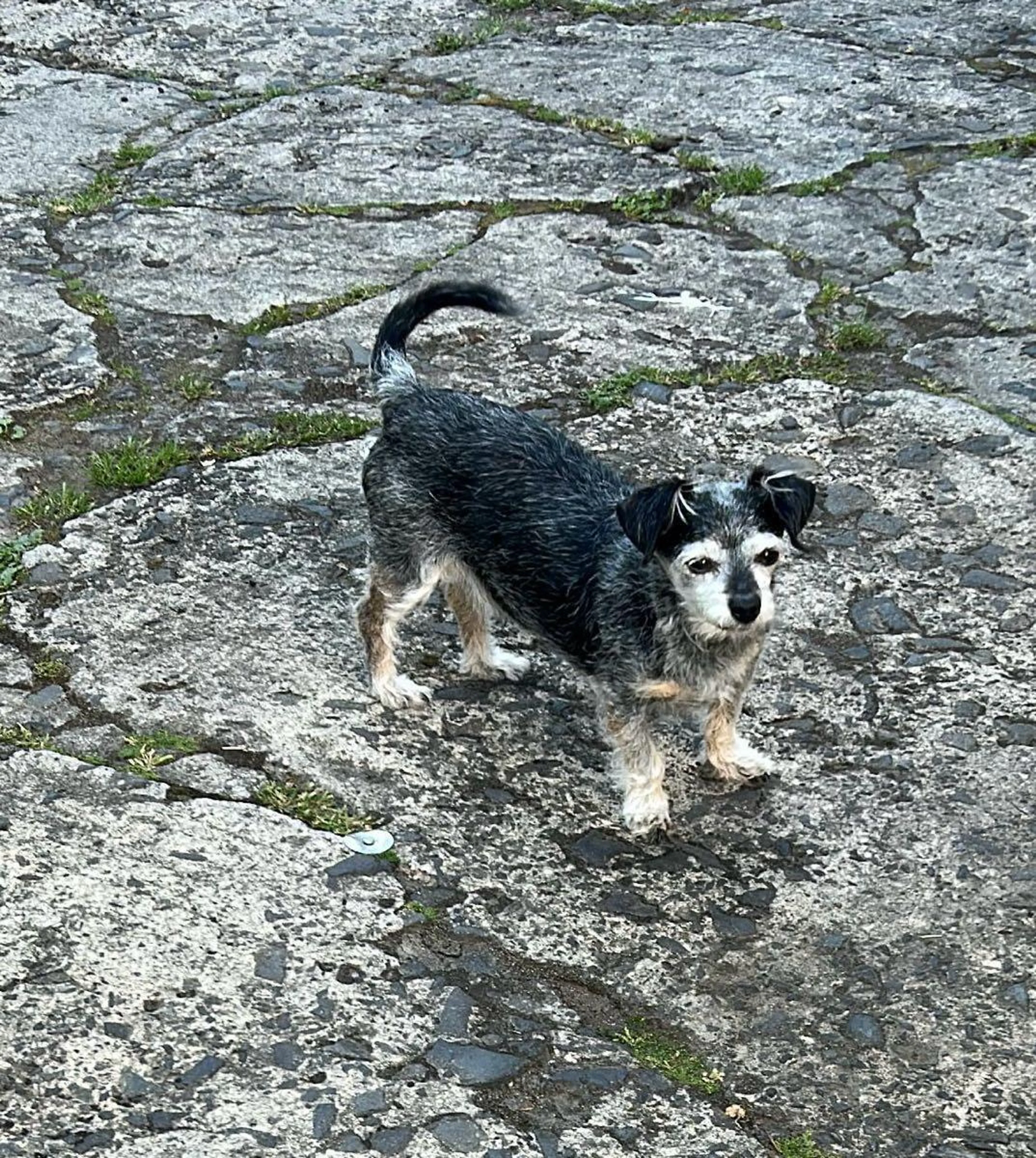 Lost pet