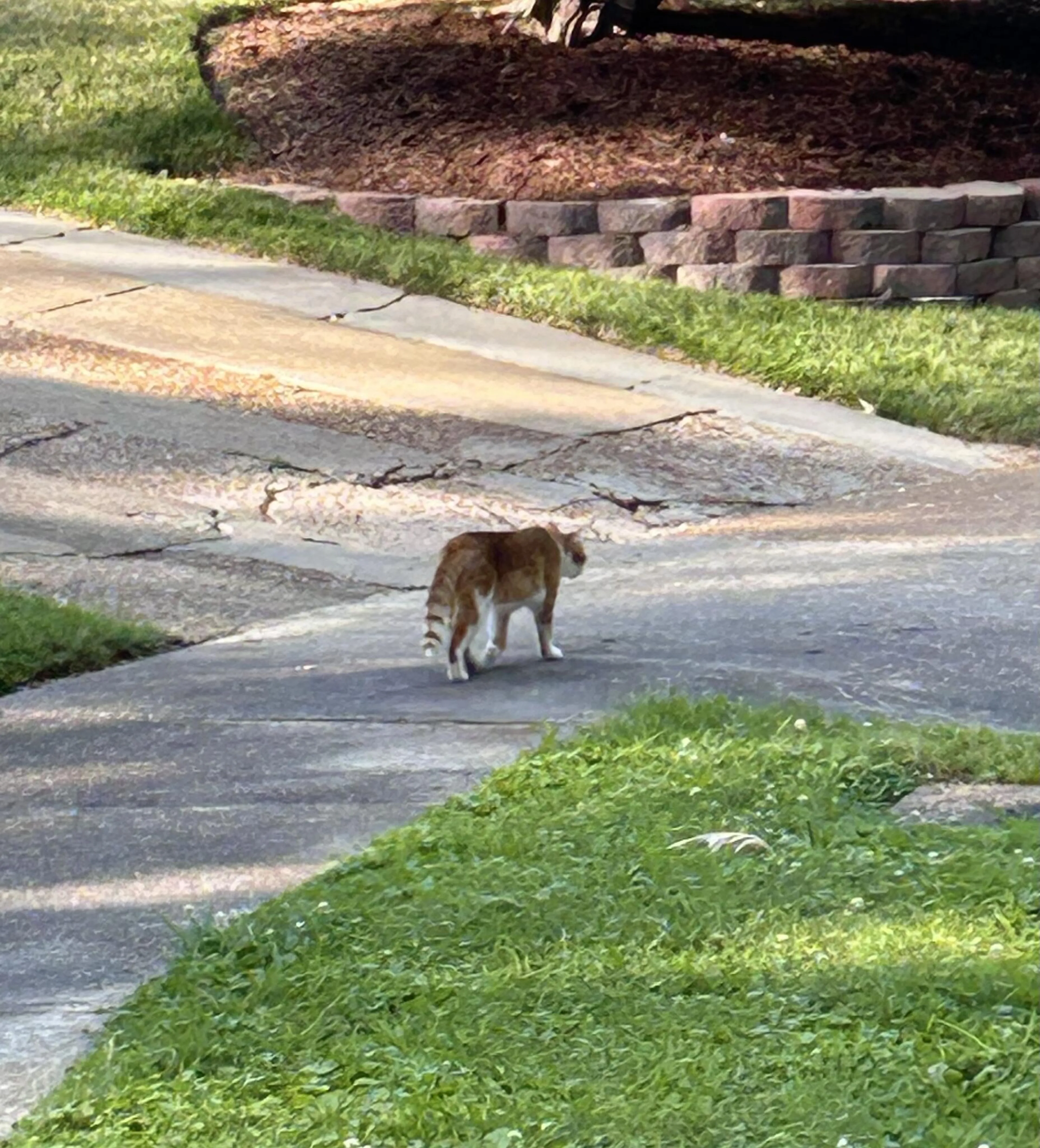 Found pet