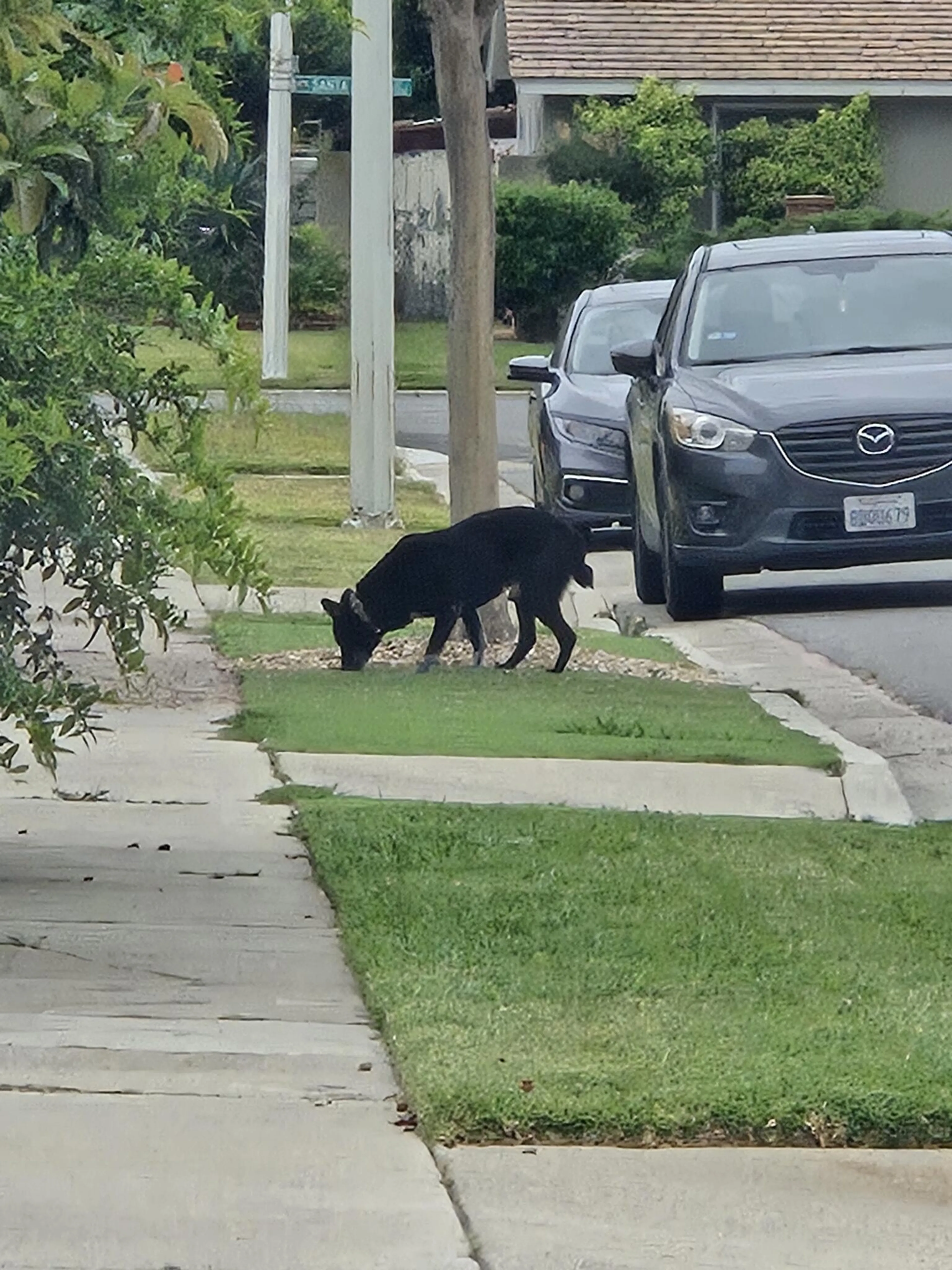 Found pet