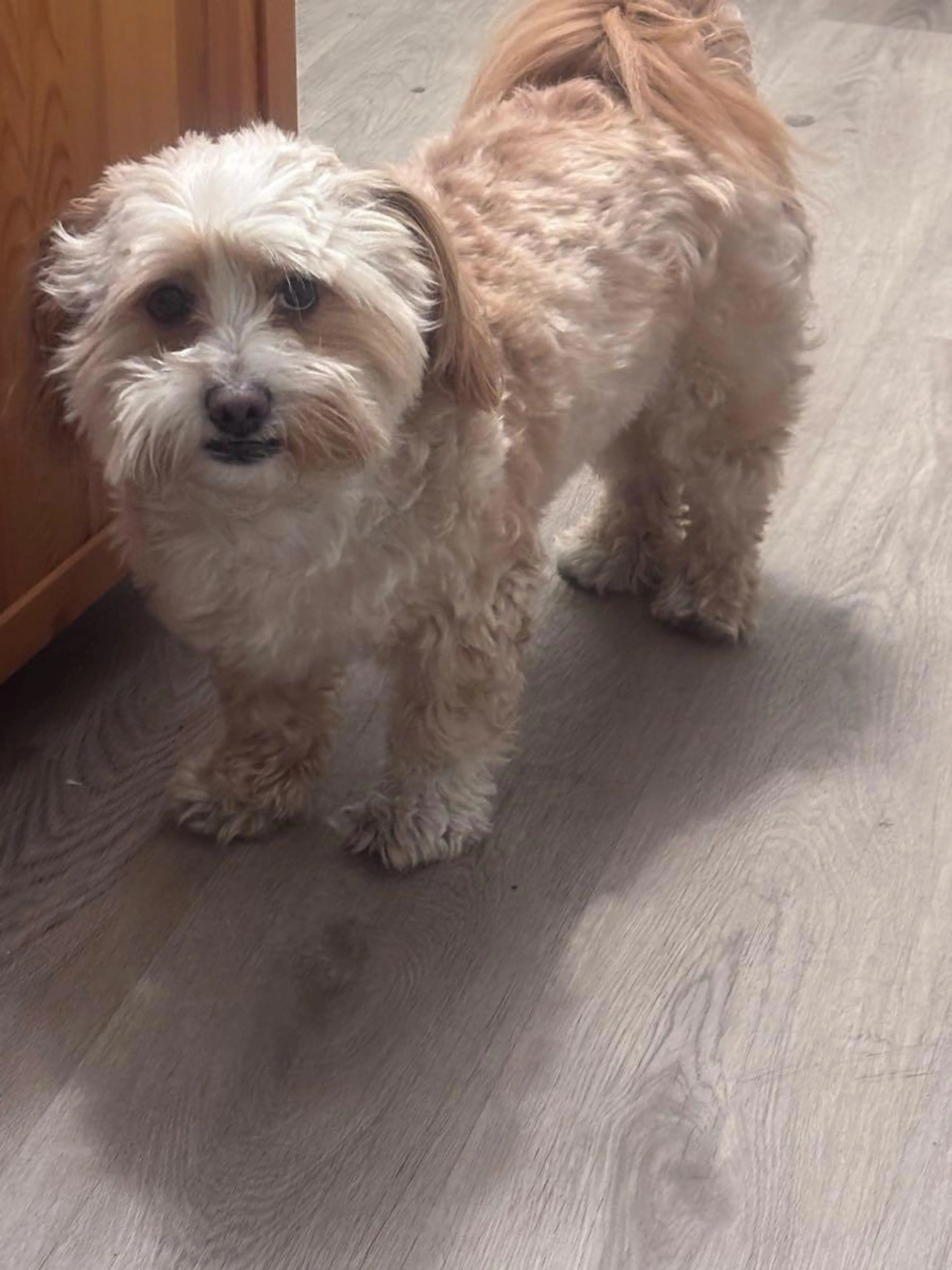 Lost pet