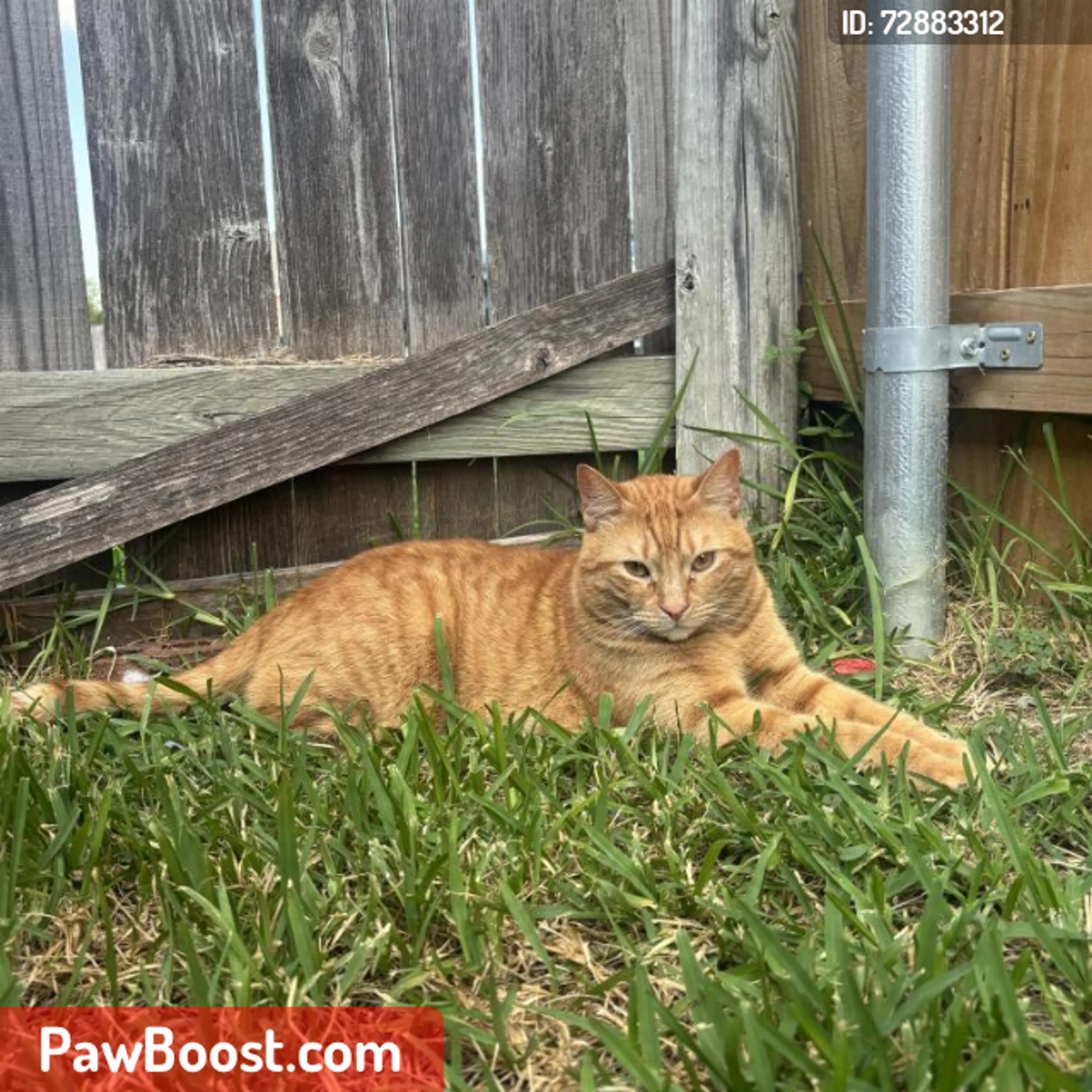 Lost pet