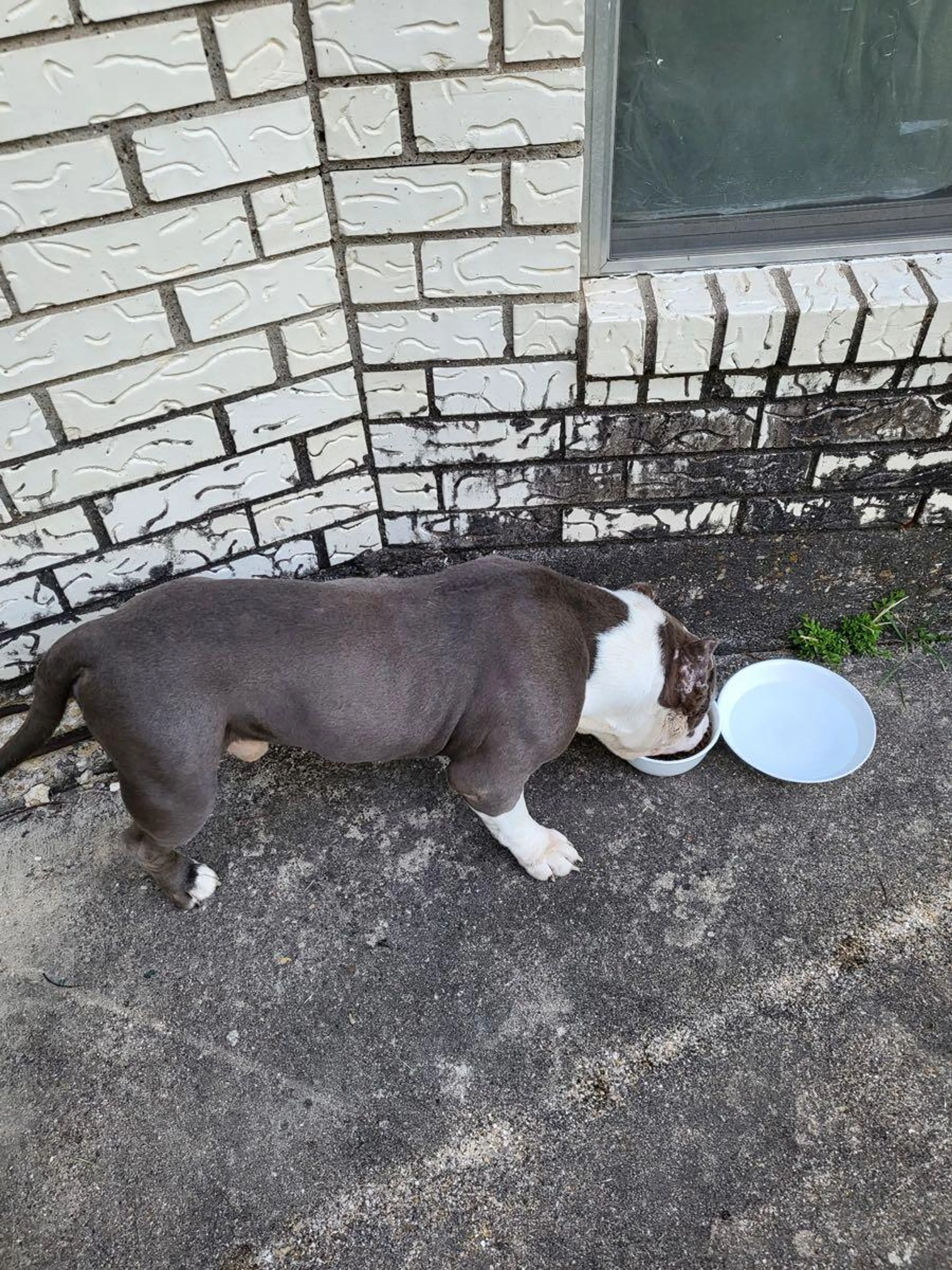 Found pet