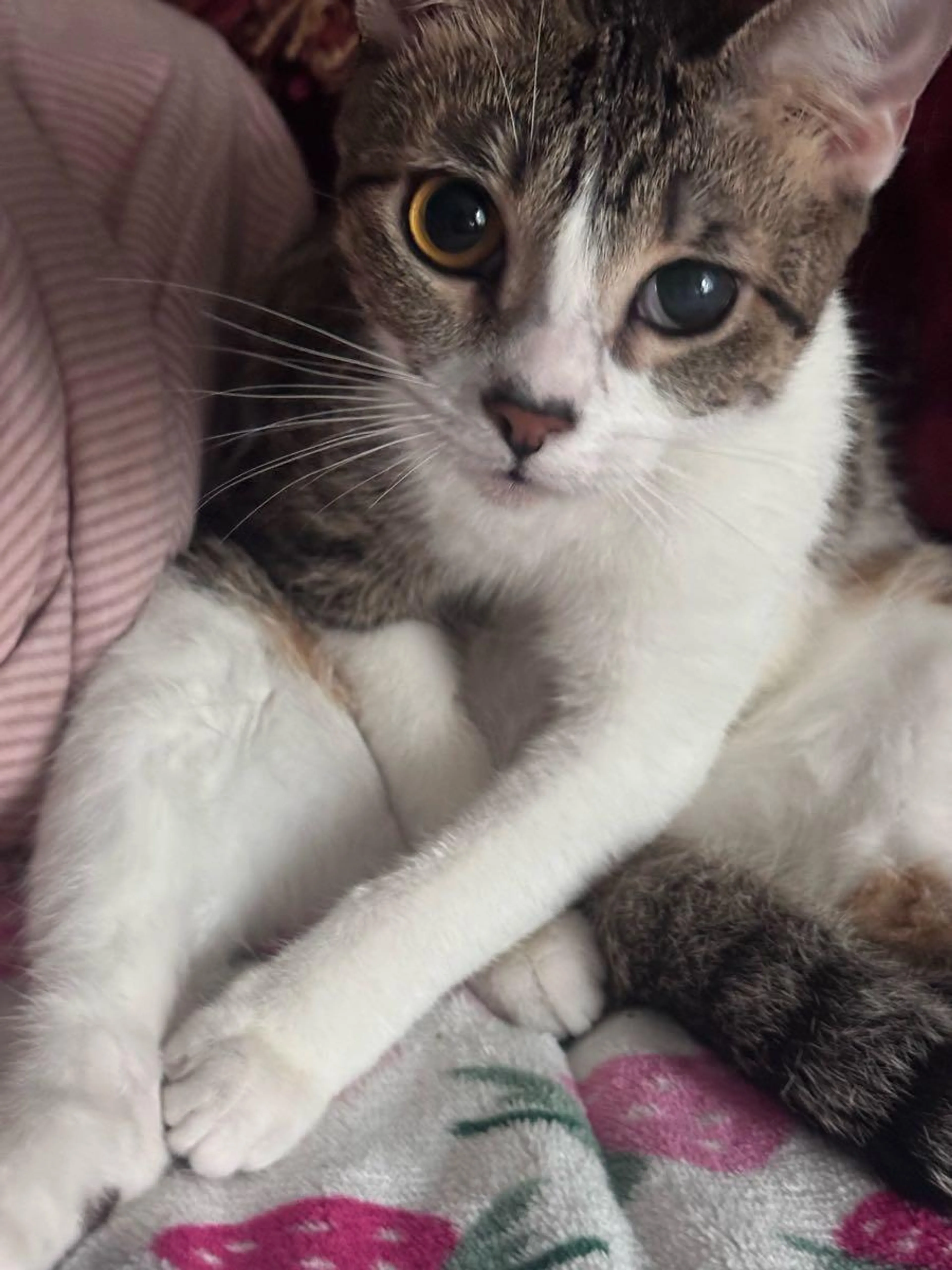 Lost pet