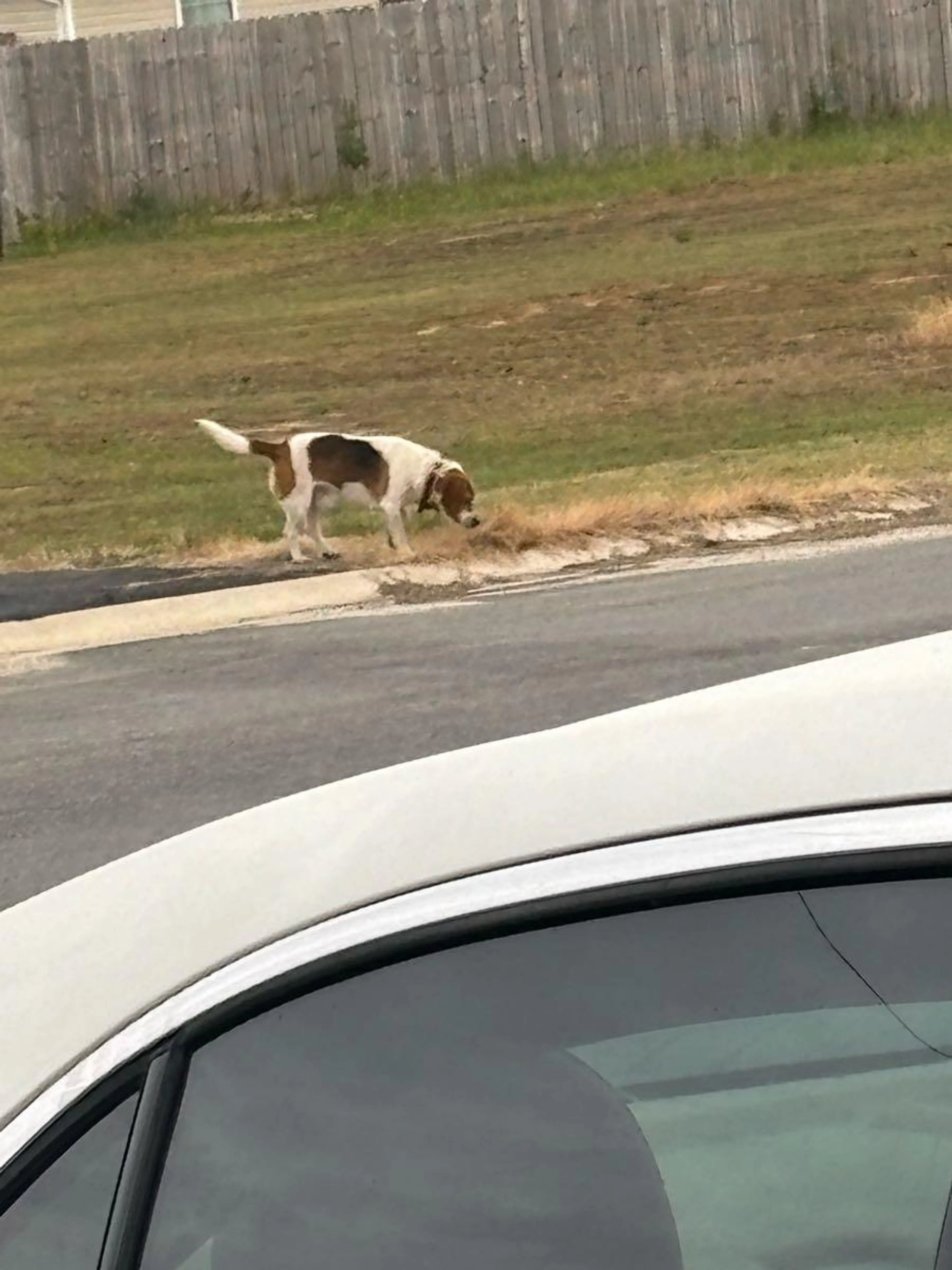 Found pet