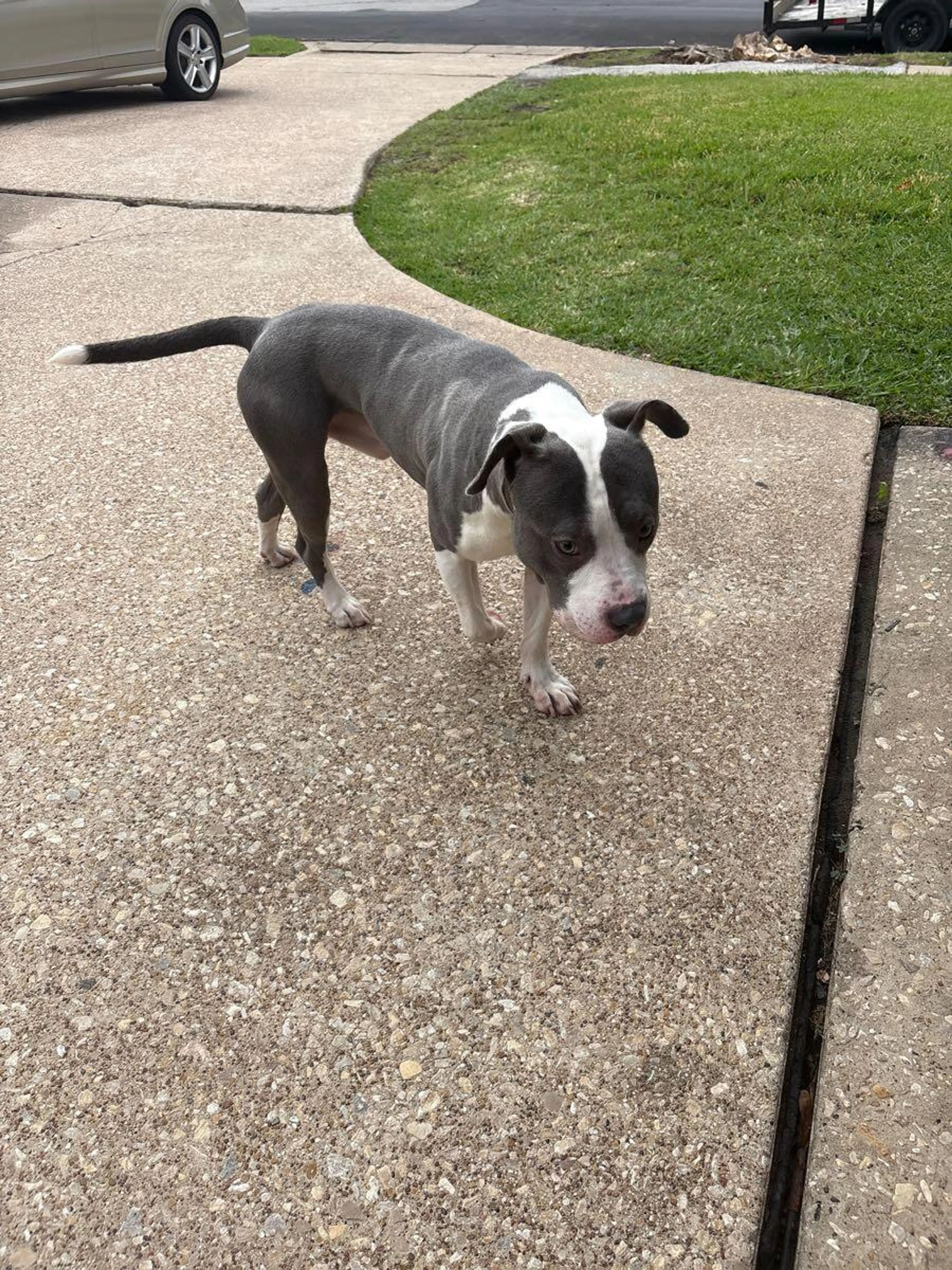 Lost pet
