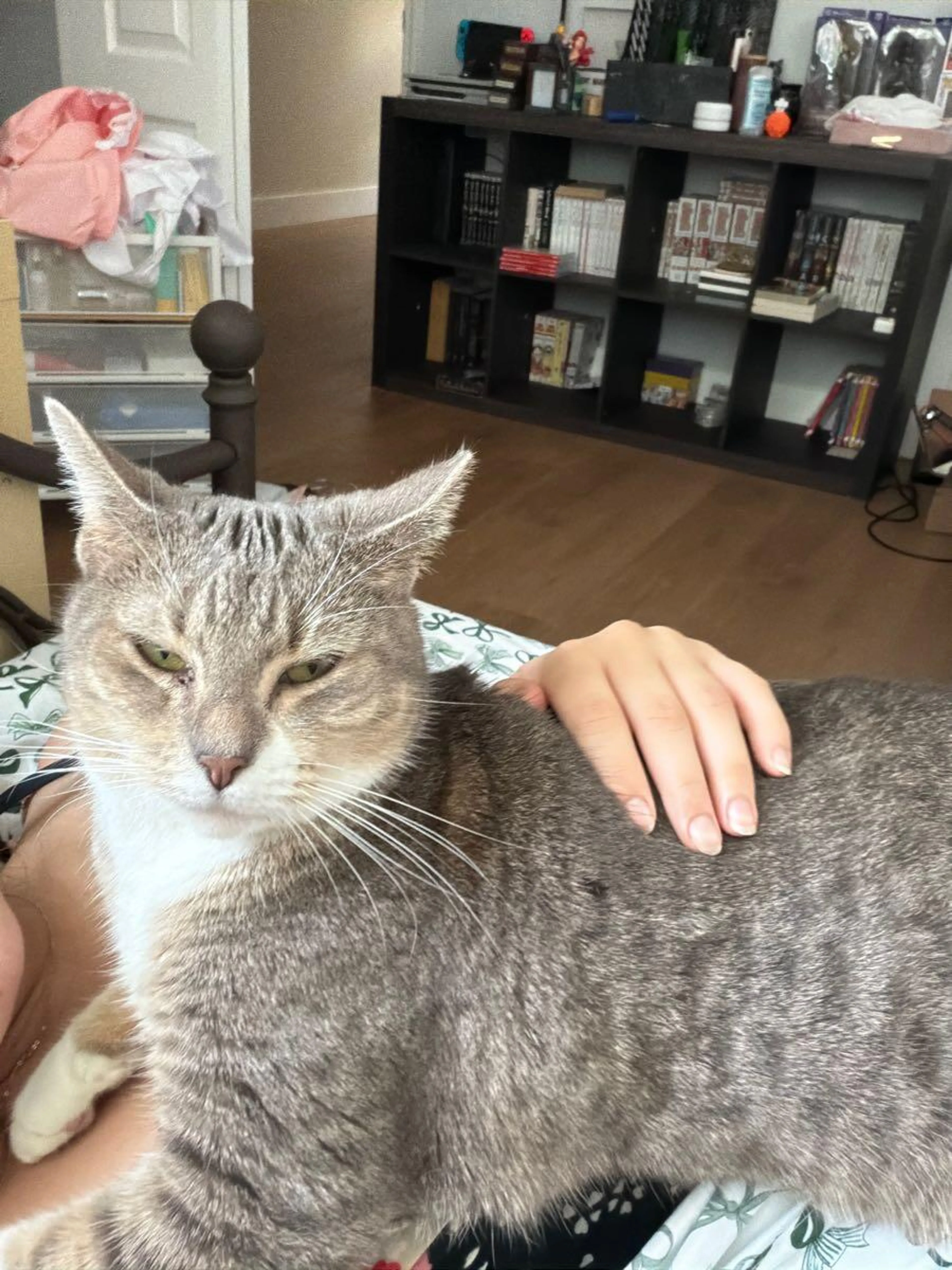 Lost pet