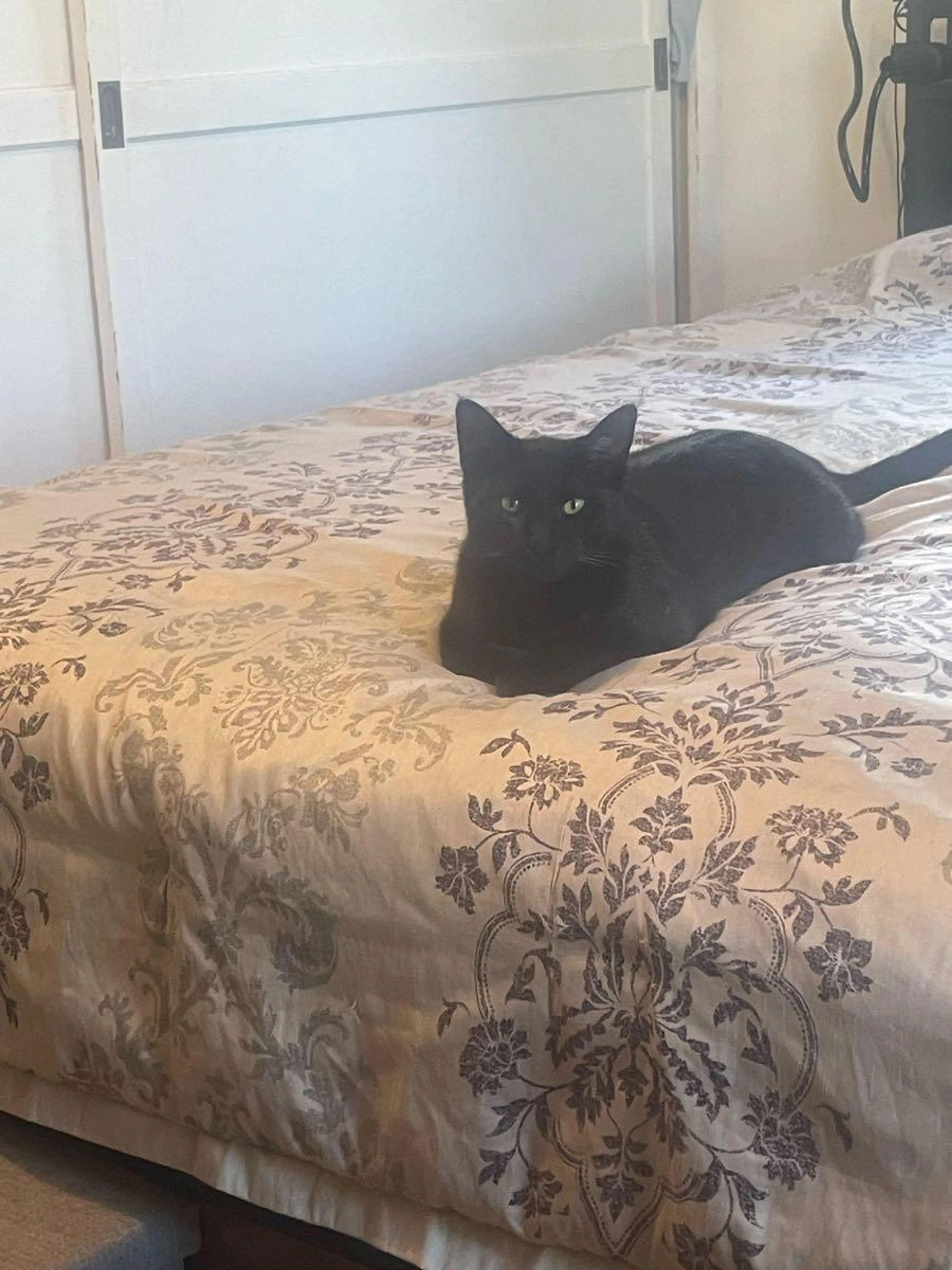 Lost pet