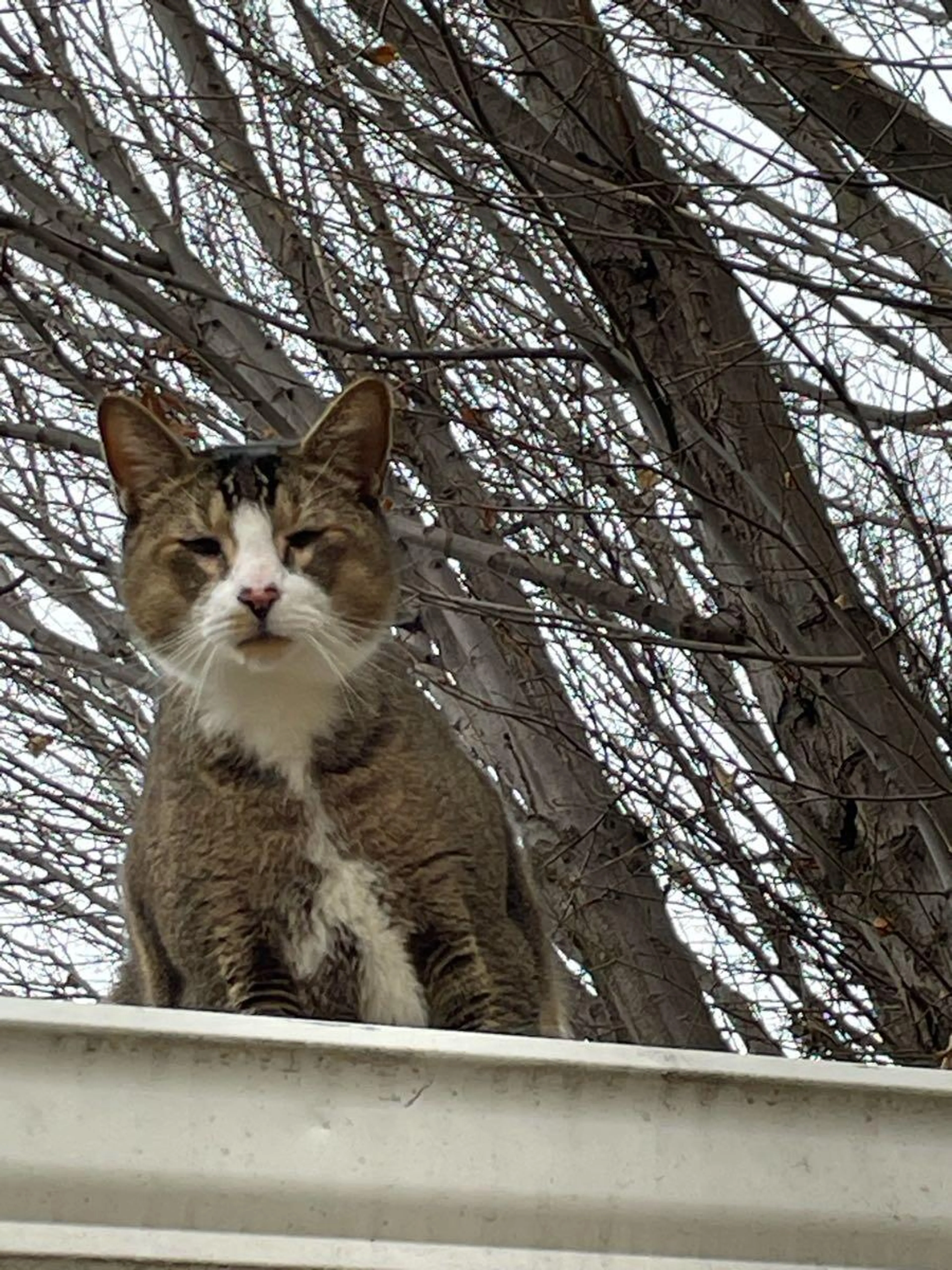 Lost pet