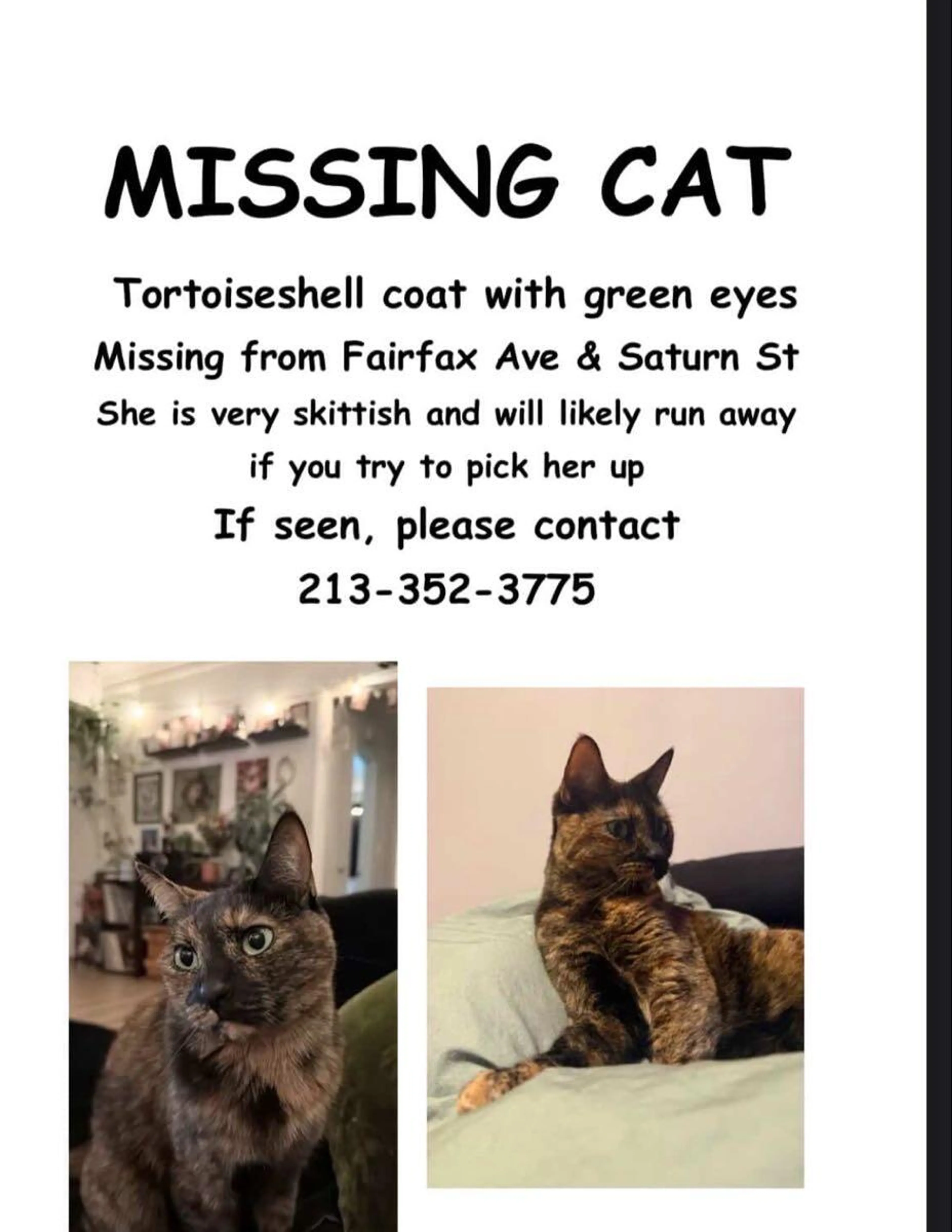 Lost pet