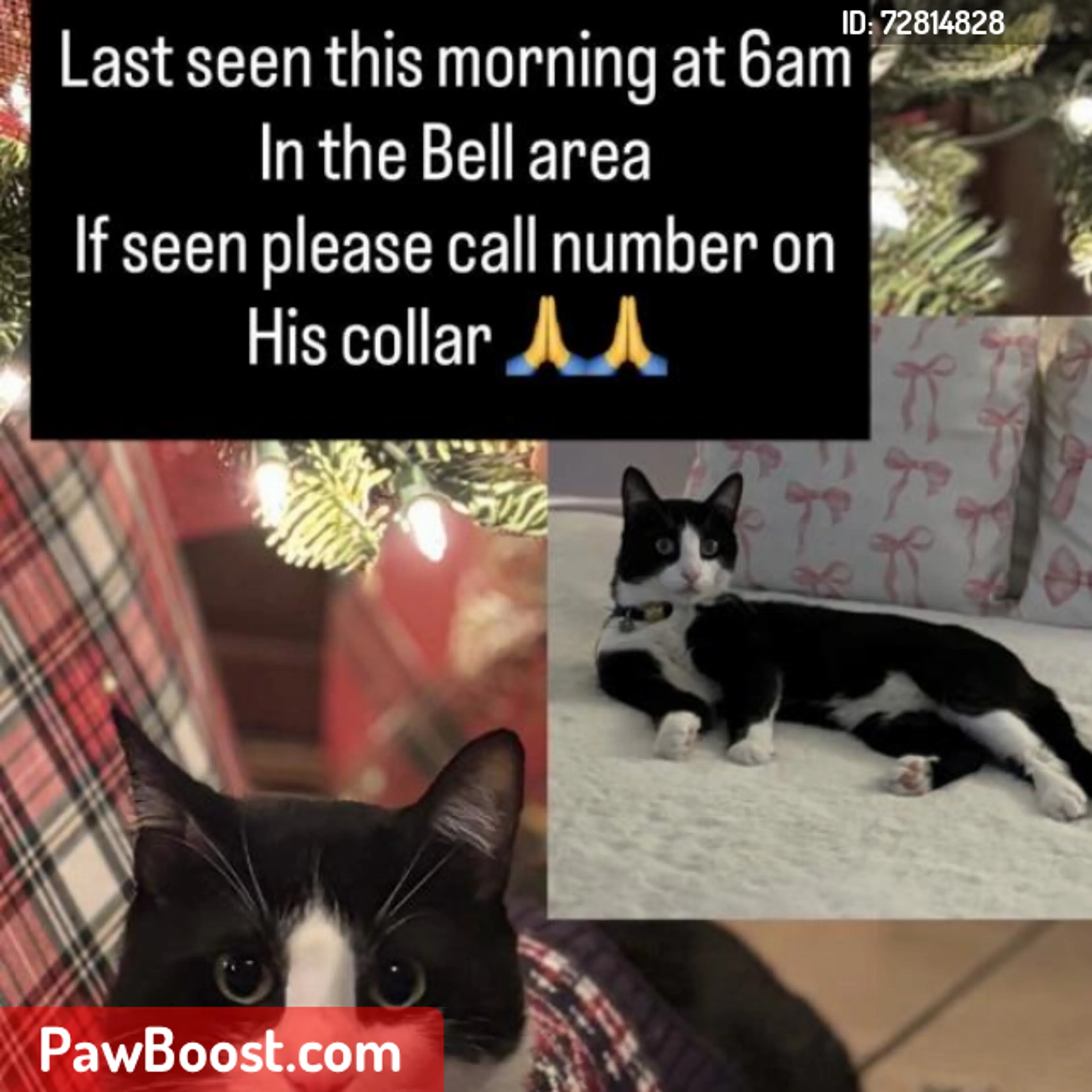Lost pet