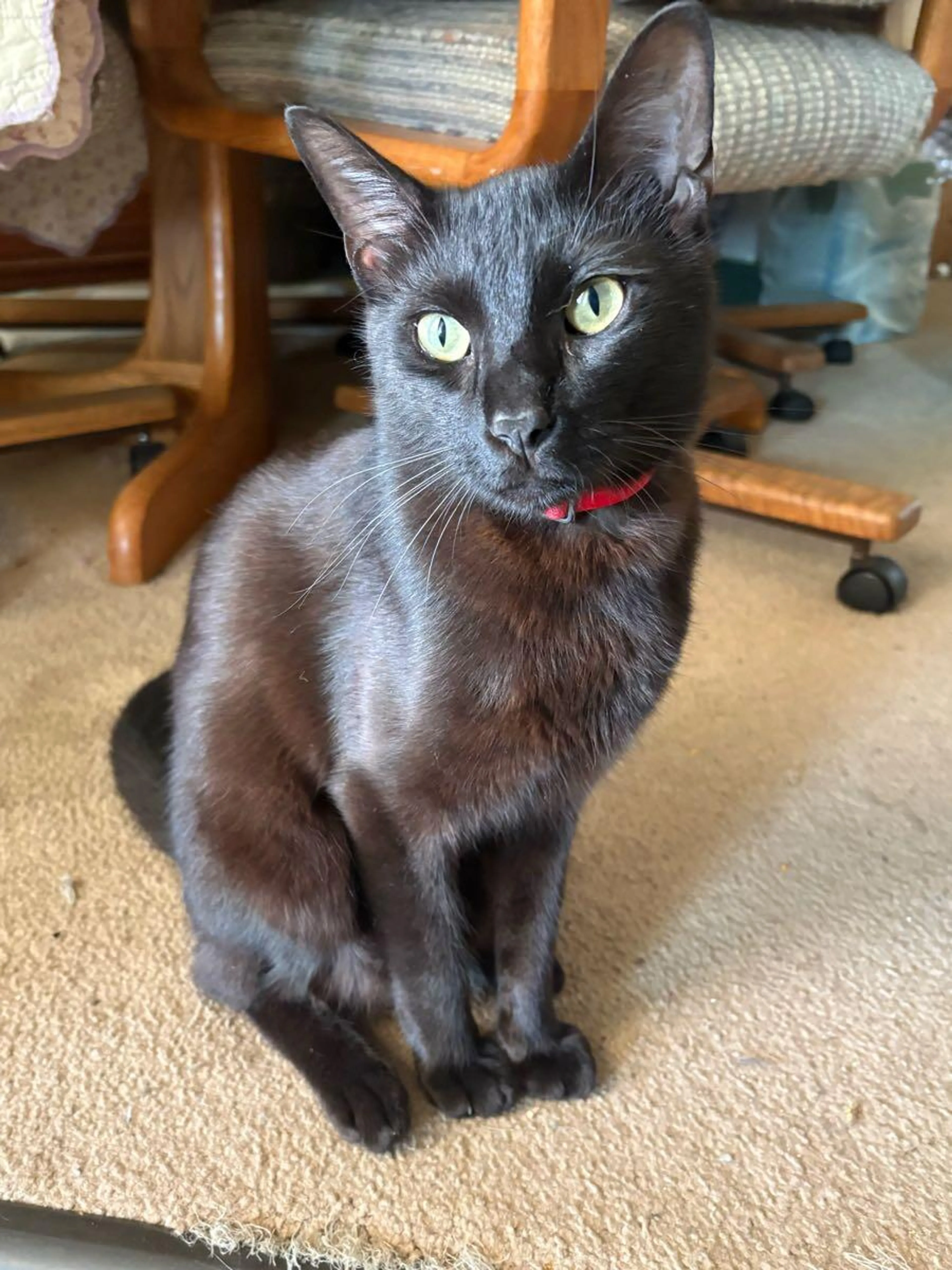 Lost pet