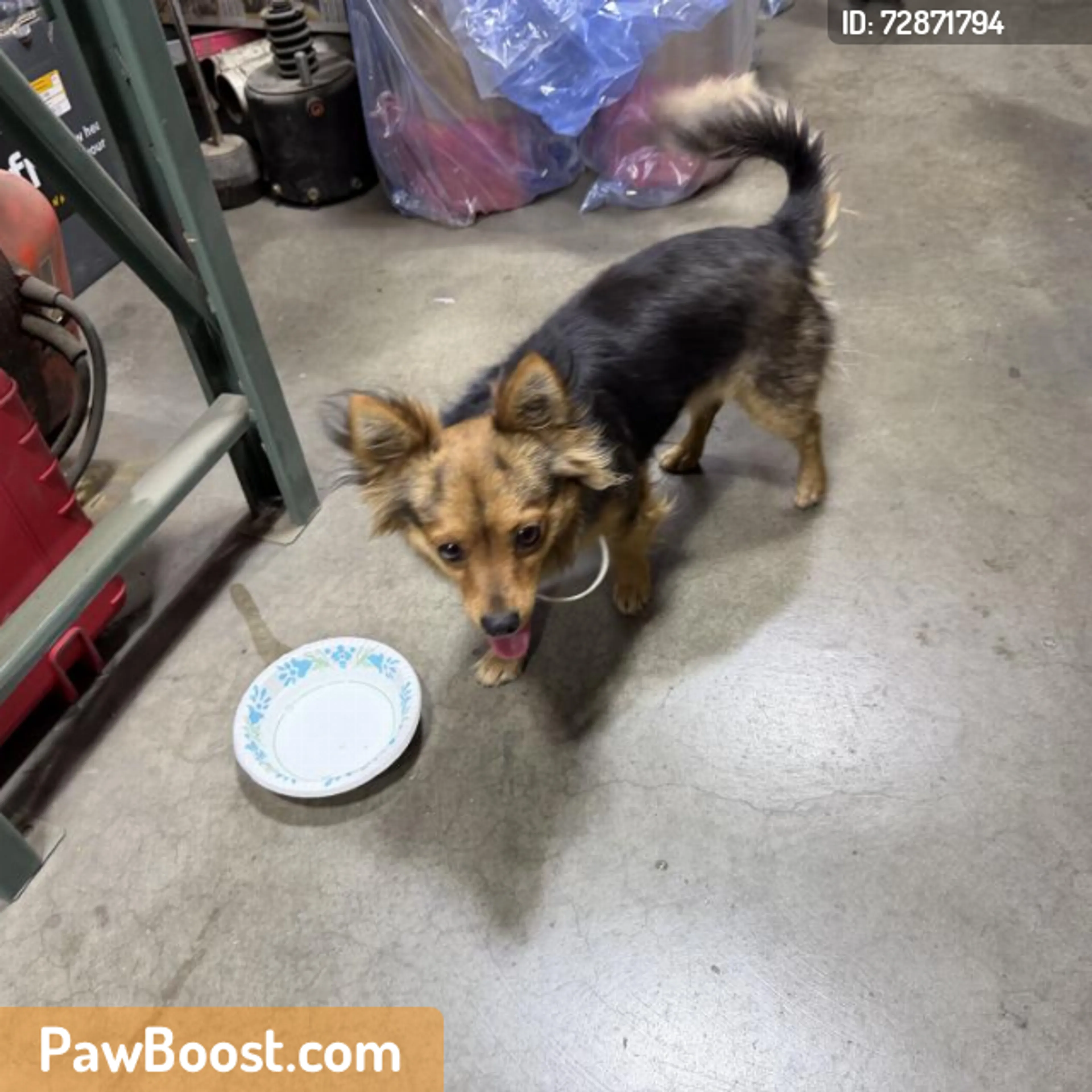 Found pet