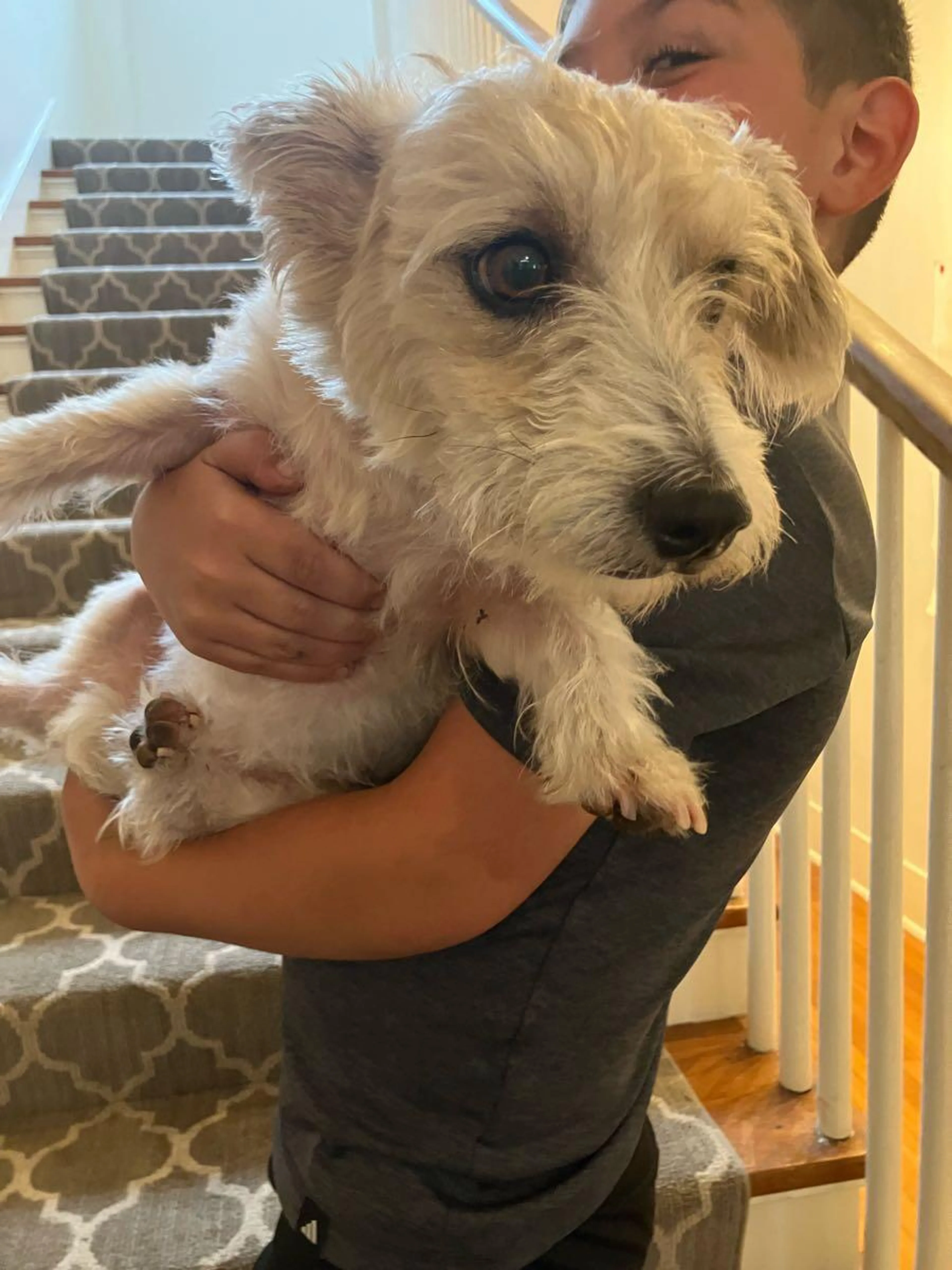Found pet