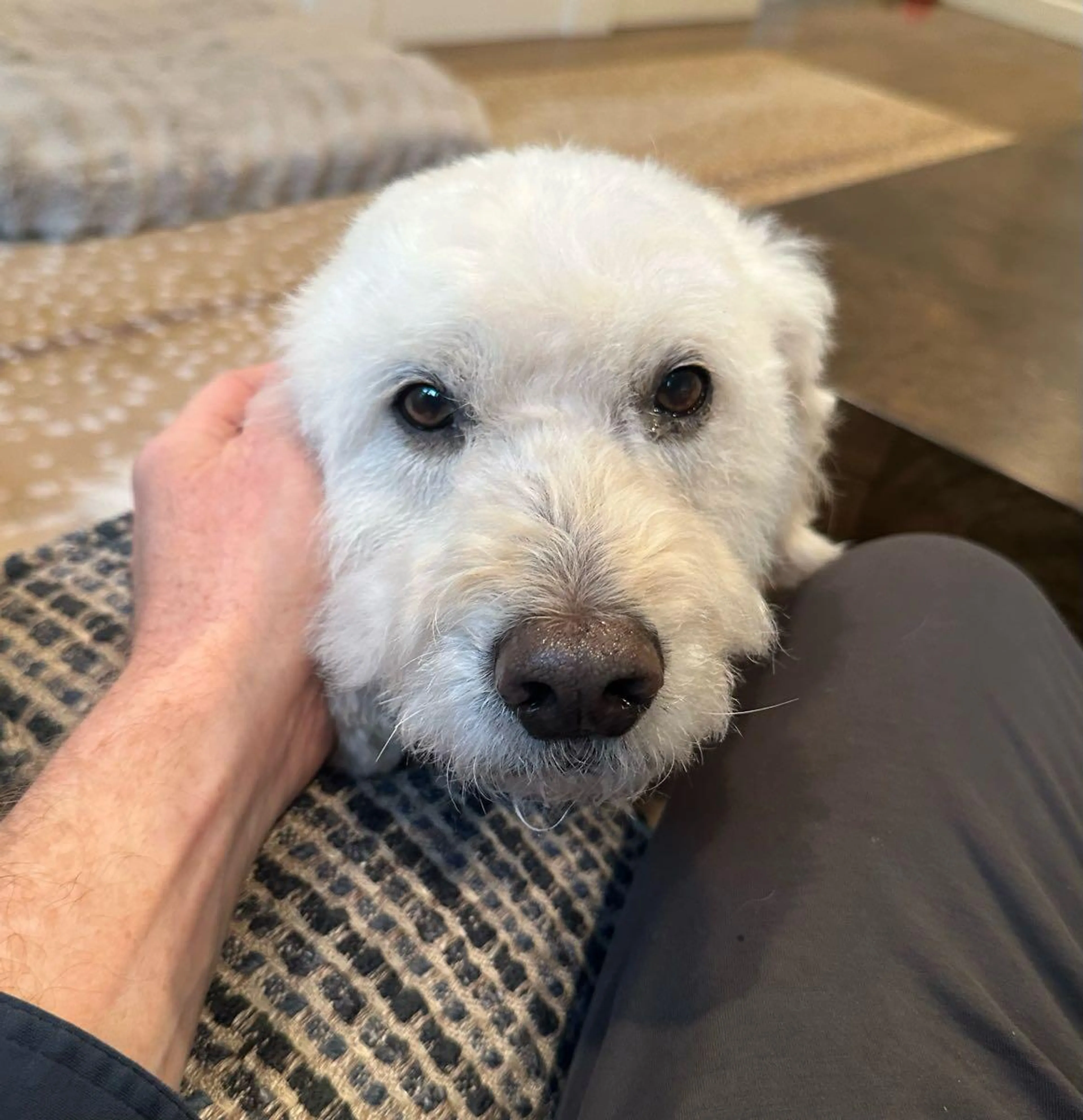 Lost pet