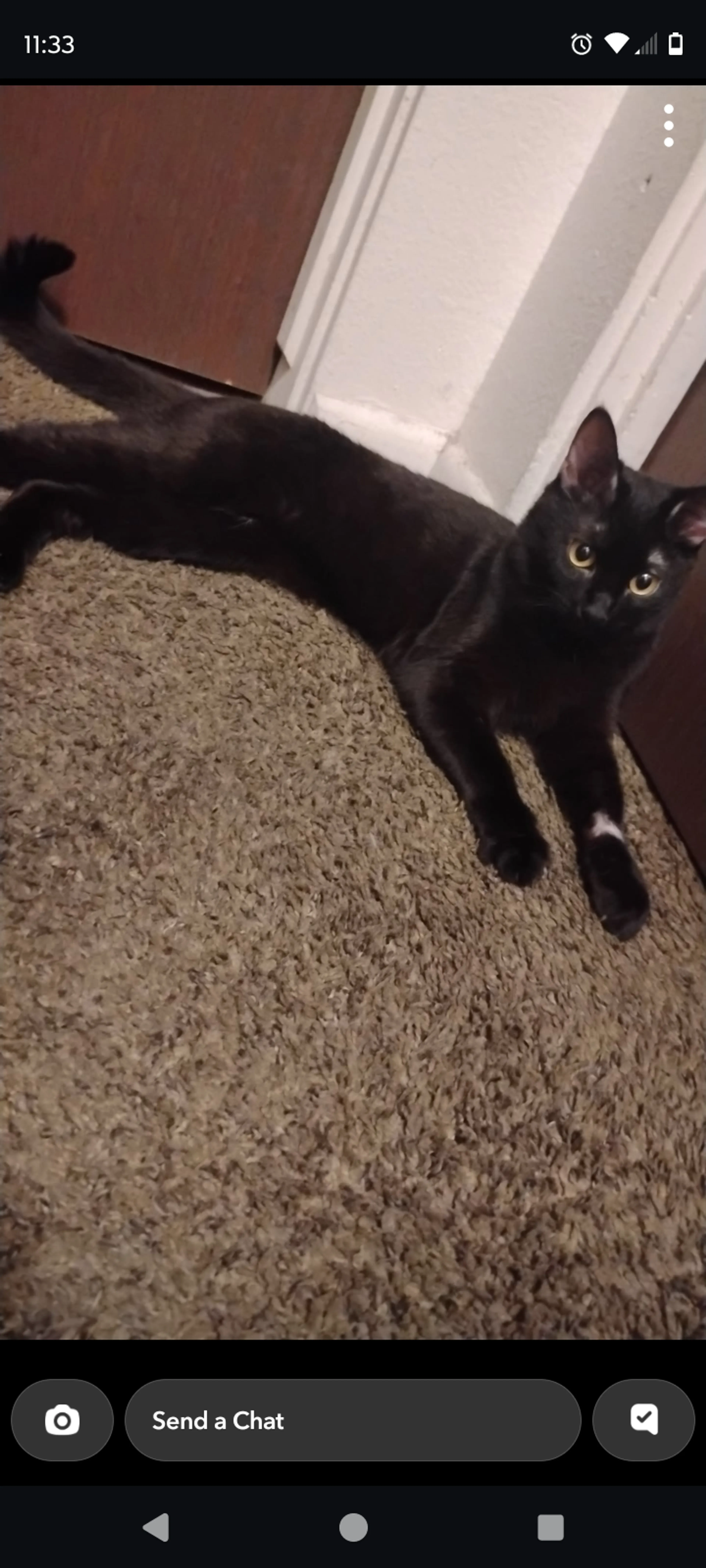 Lost pet