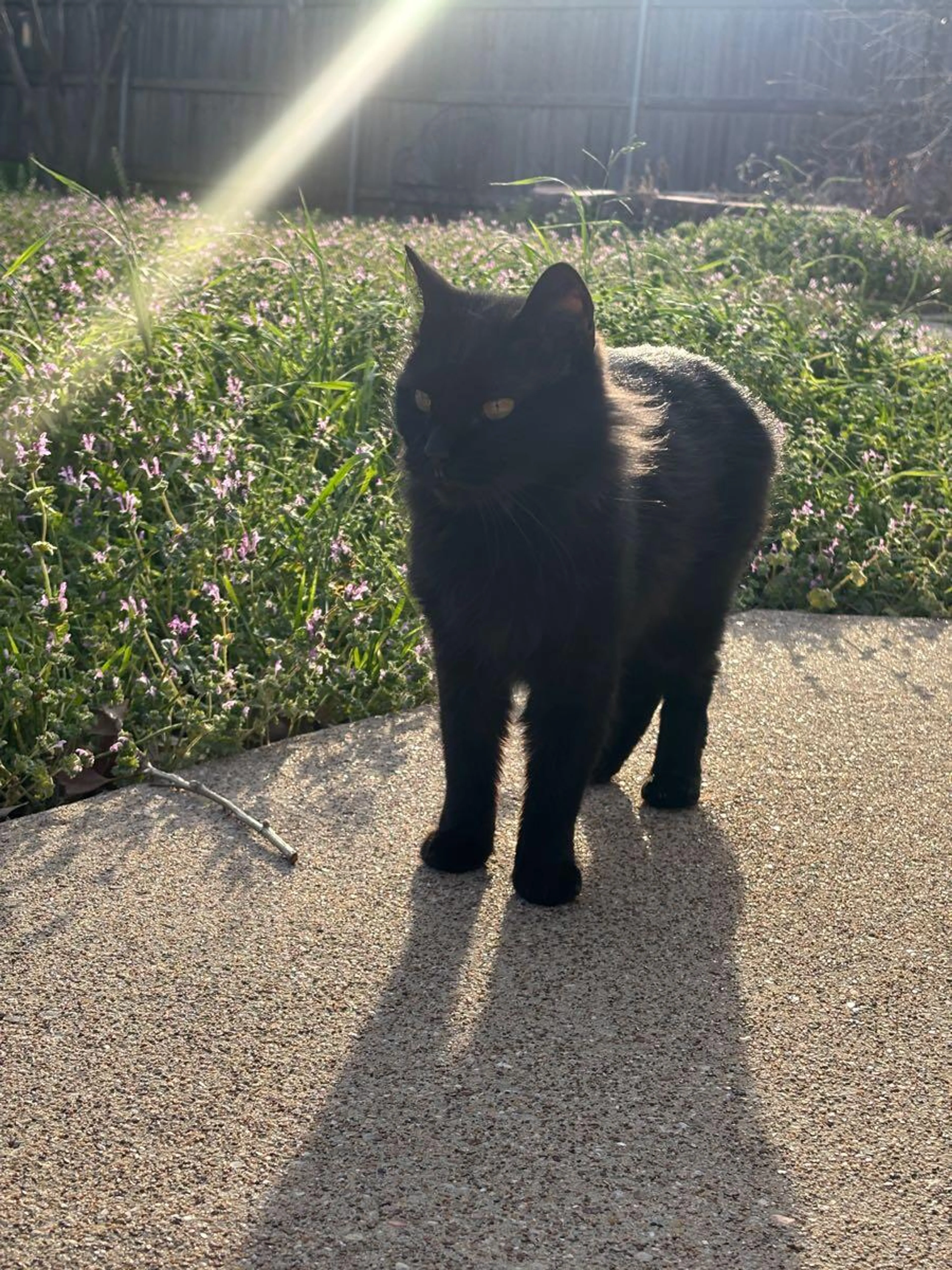 Lost pet