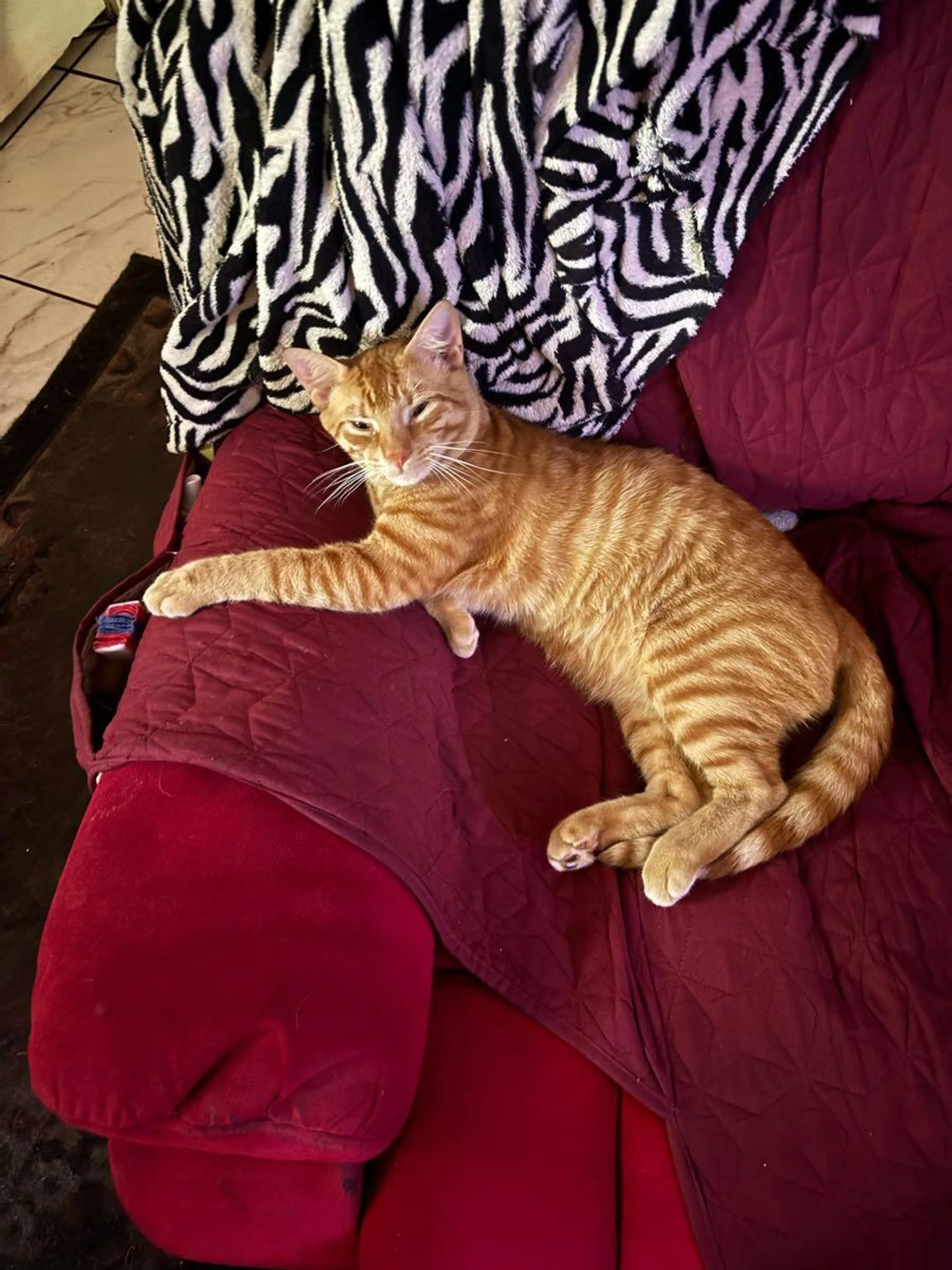 Lost pet