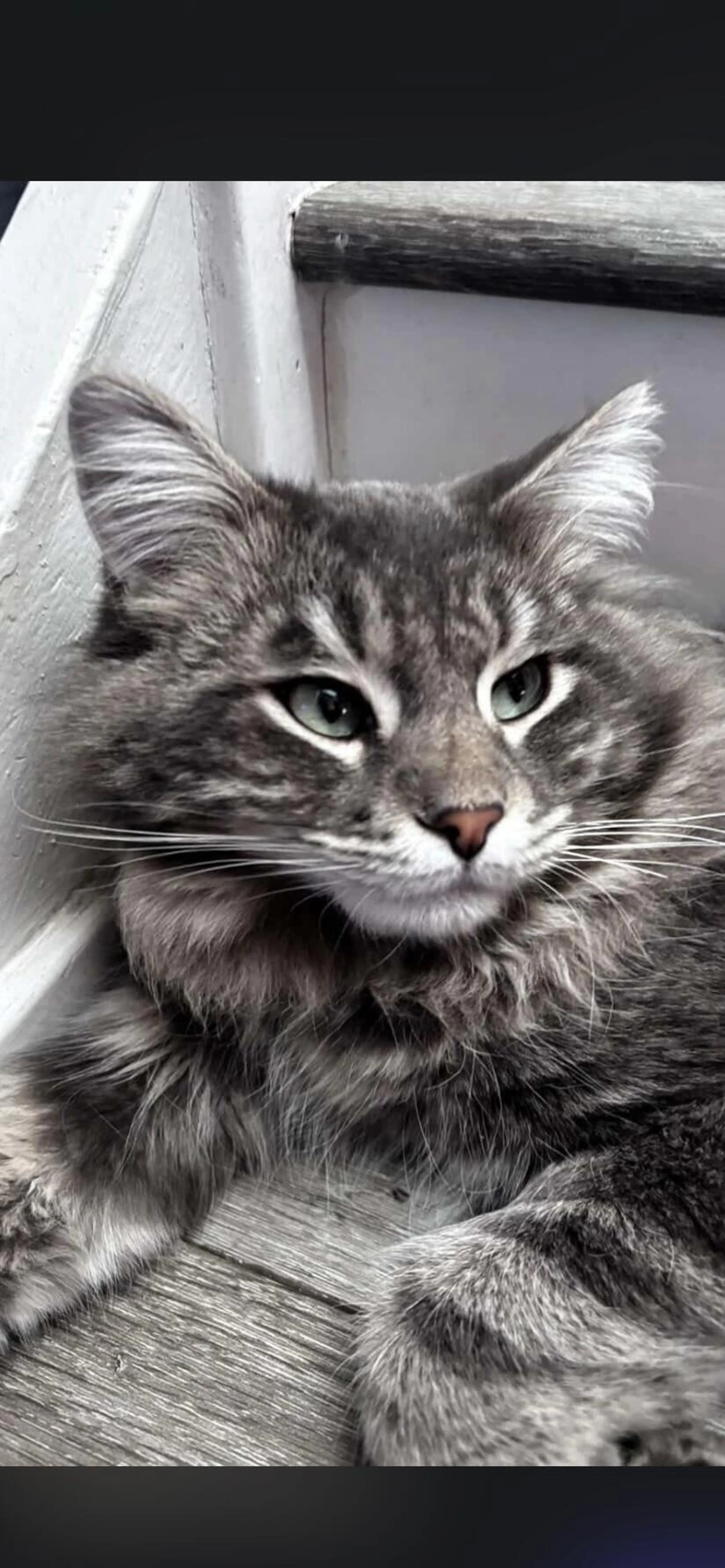Lost pet