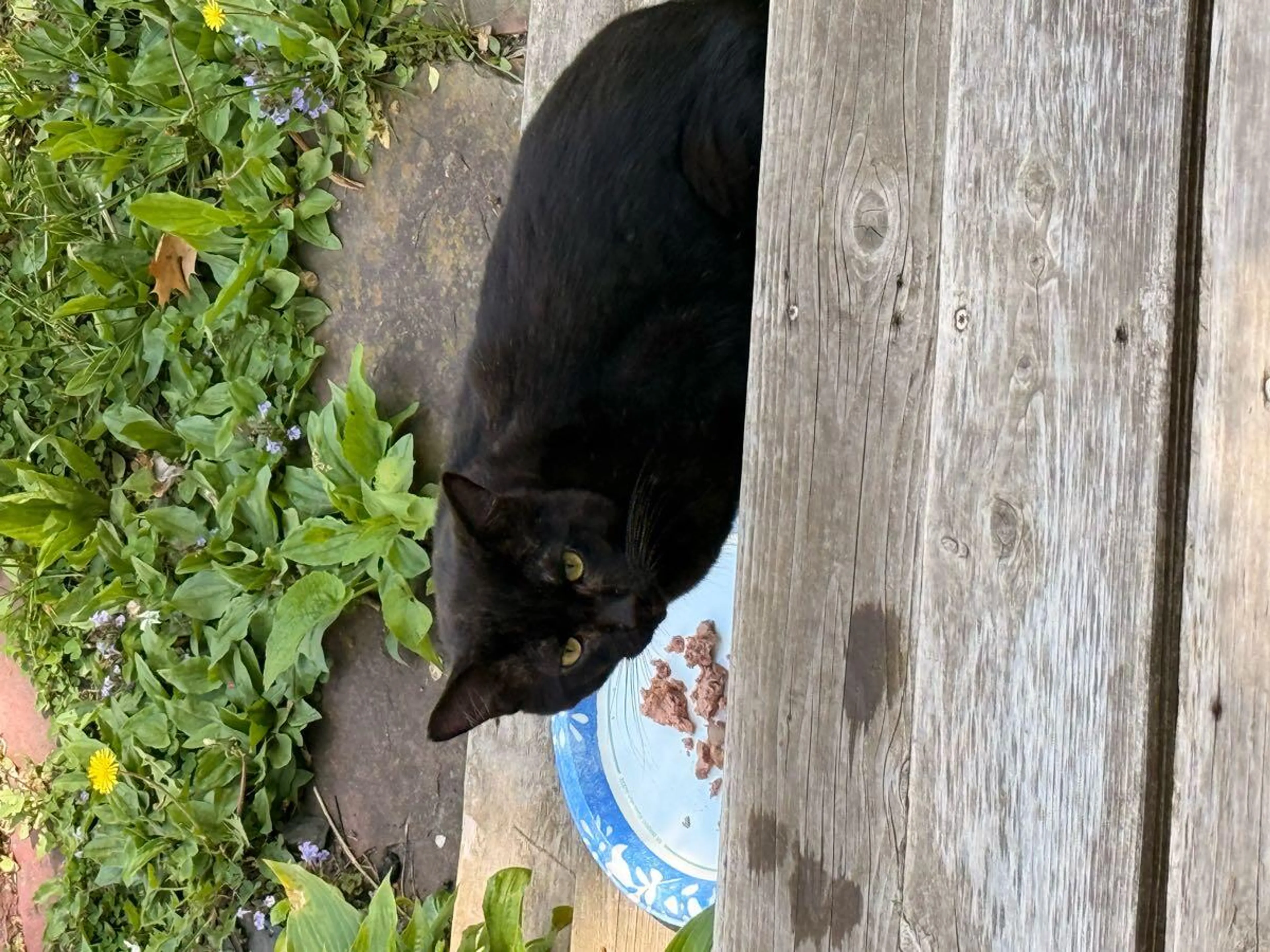 Found pet