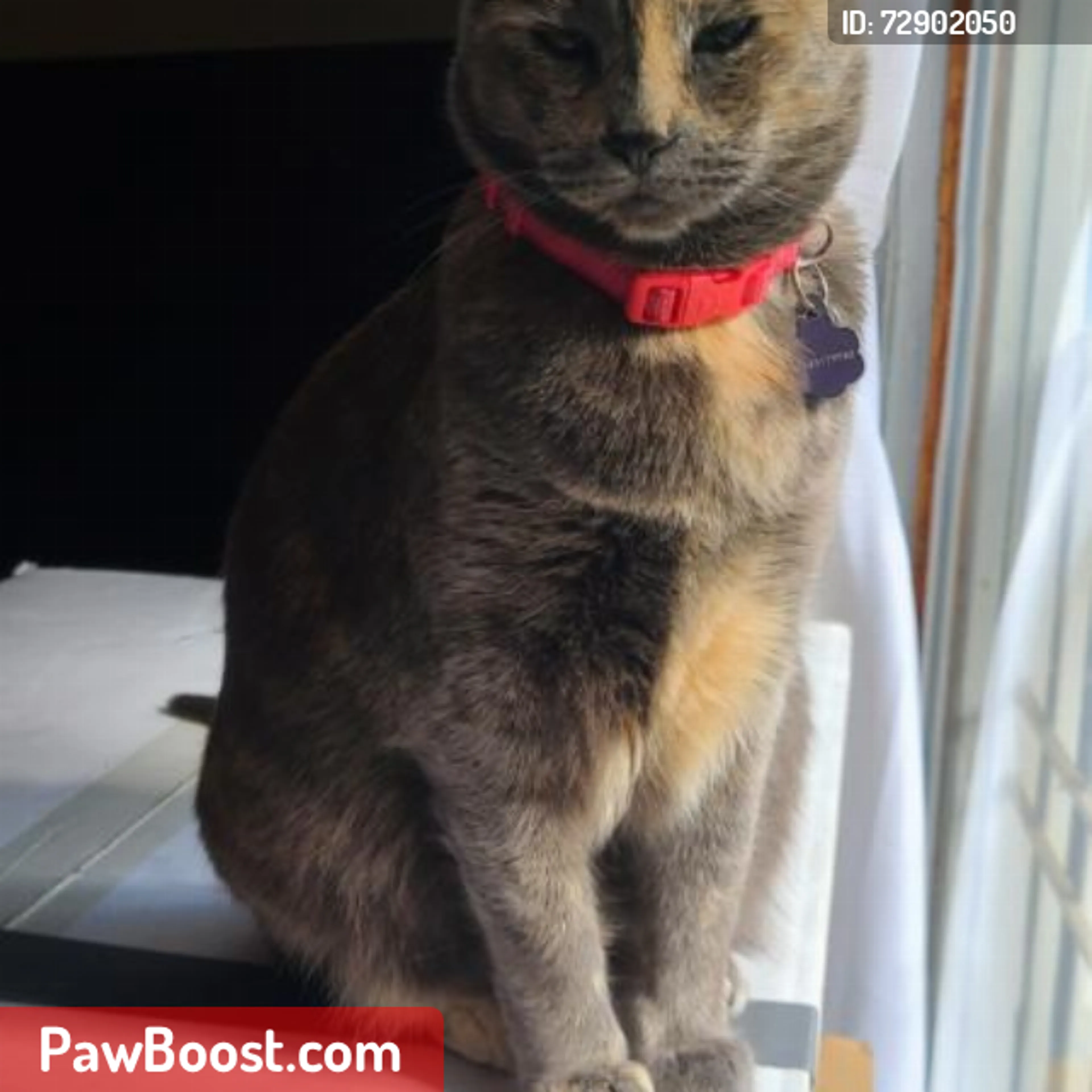 Lost pet