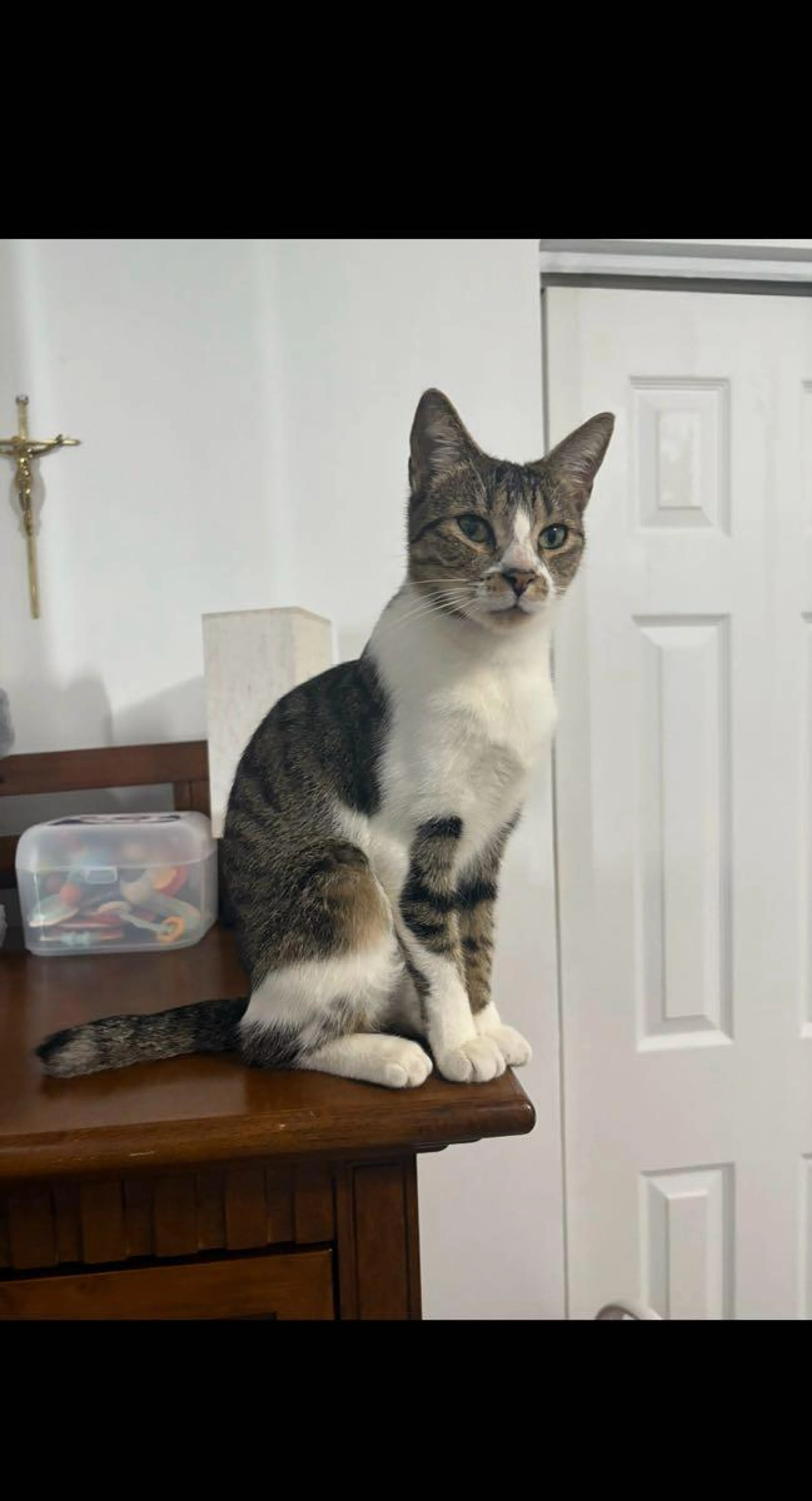 Lost pet