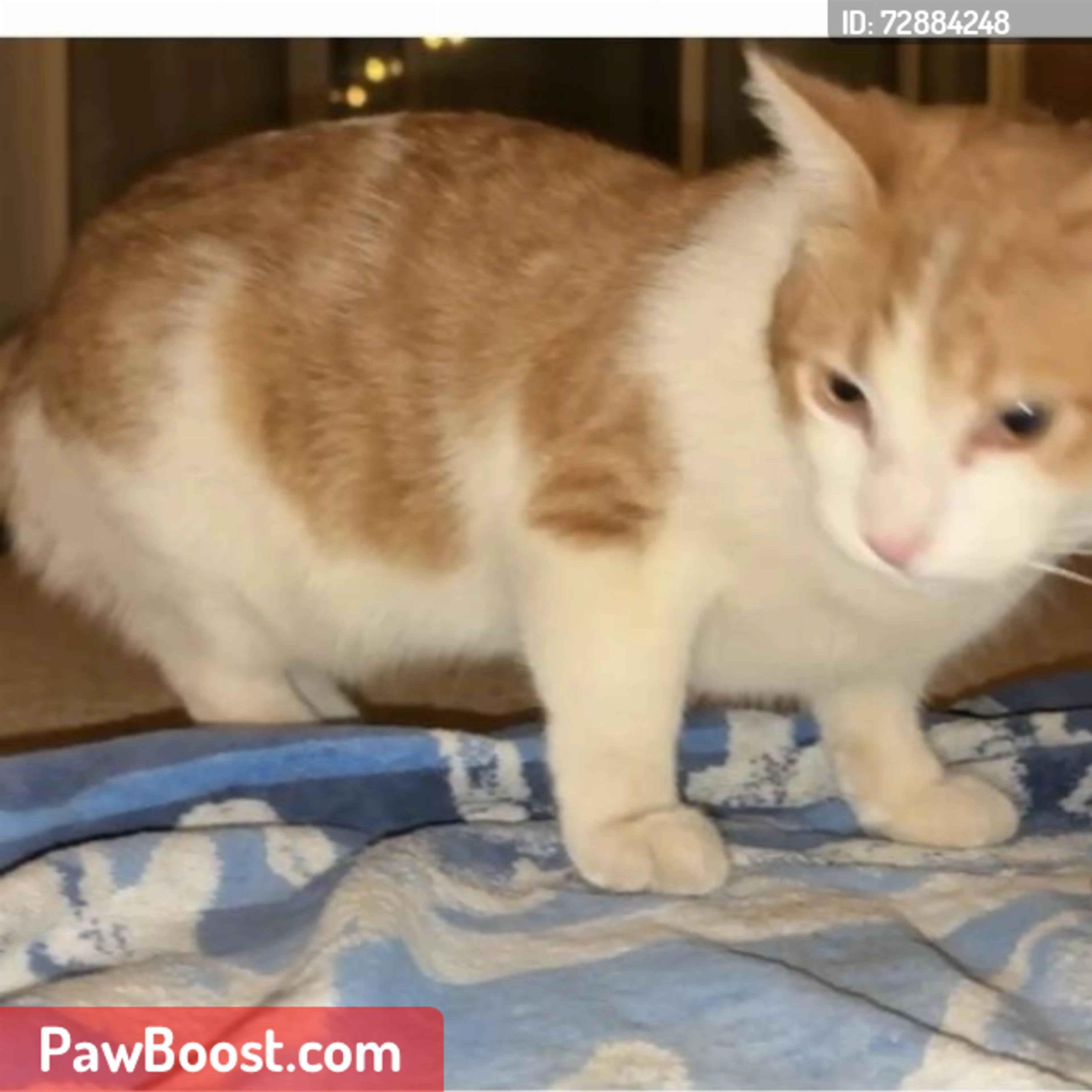 Lost pet