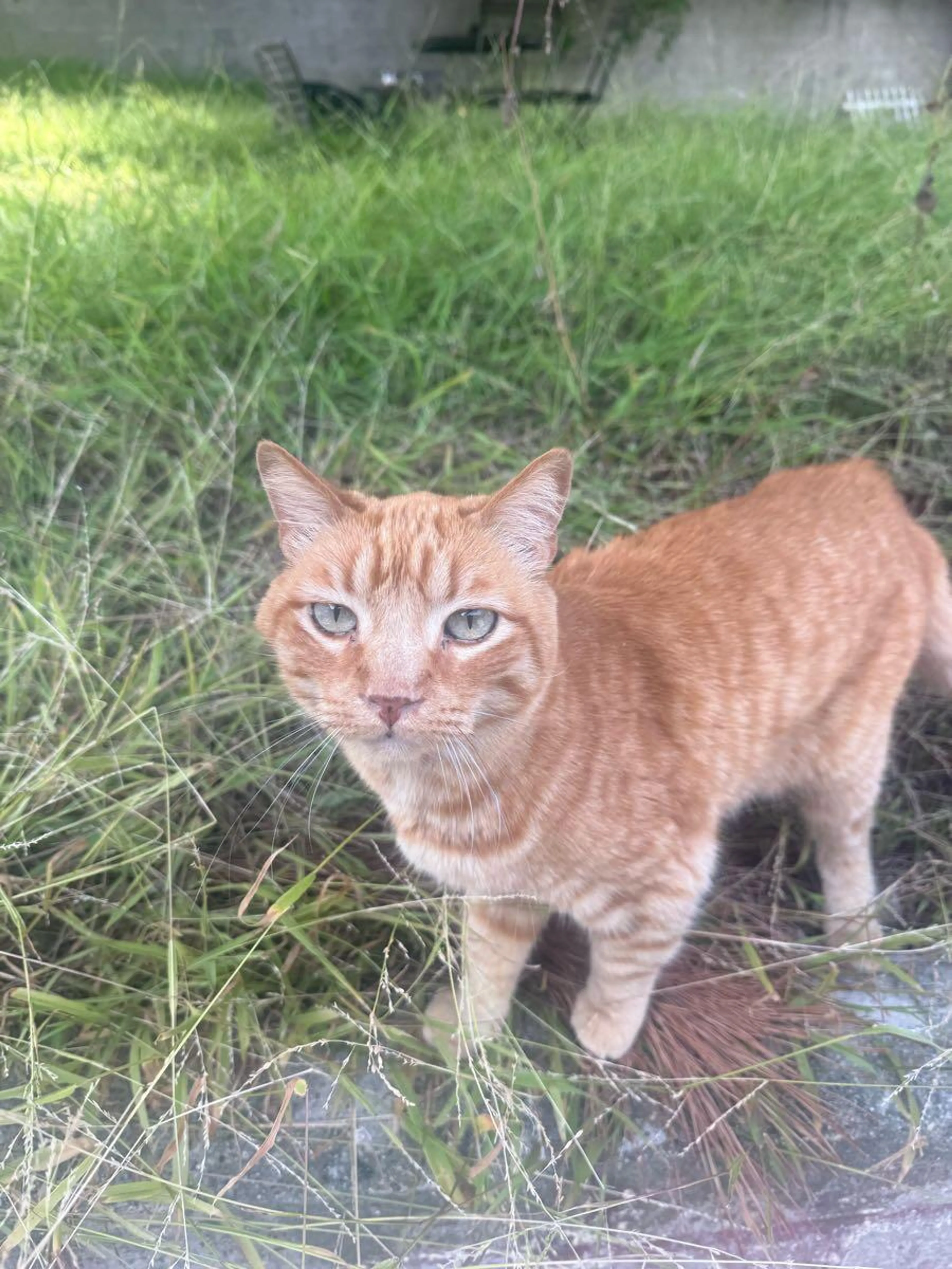 Found pet