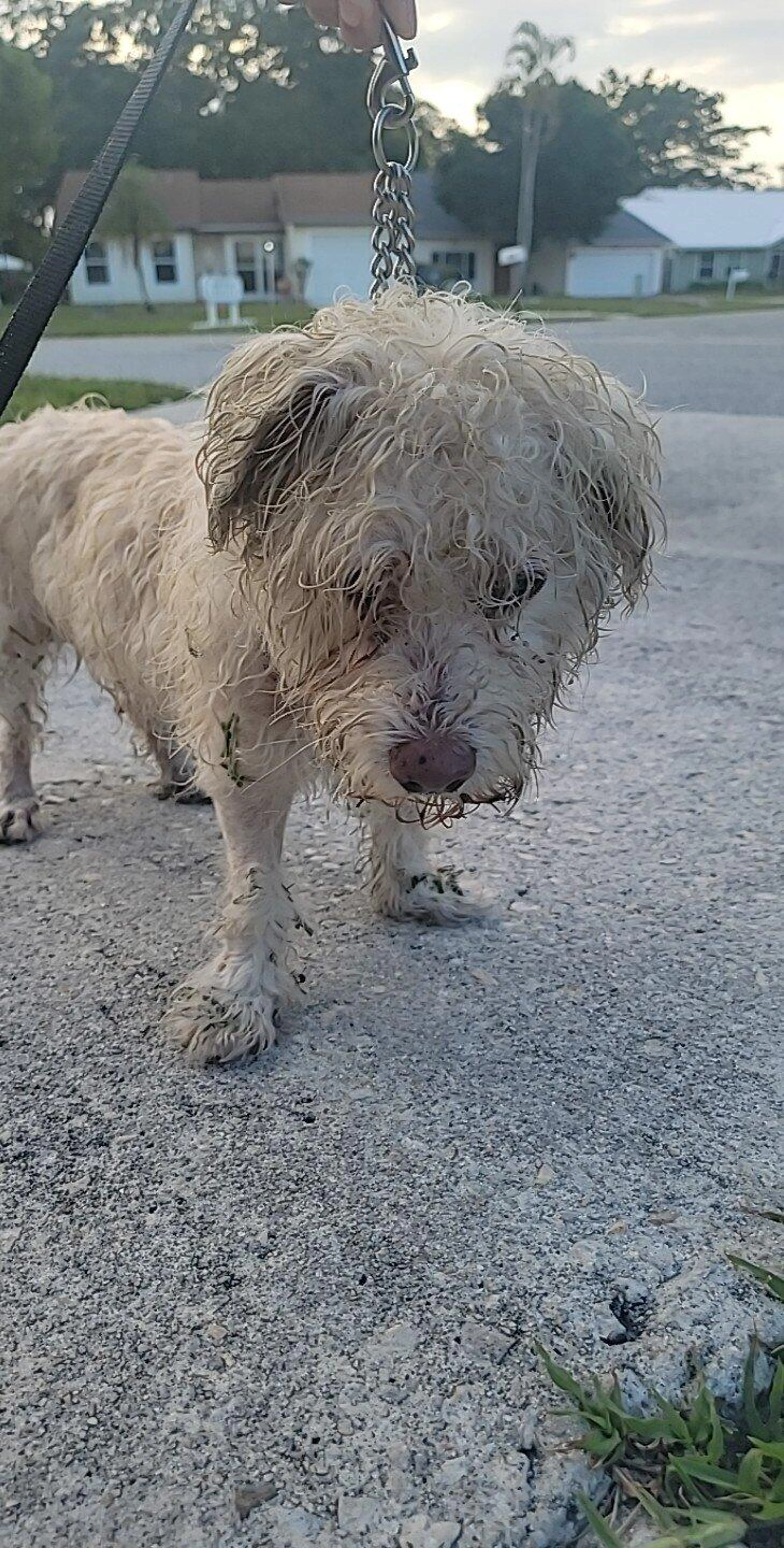 Found pet