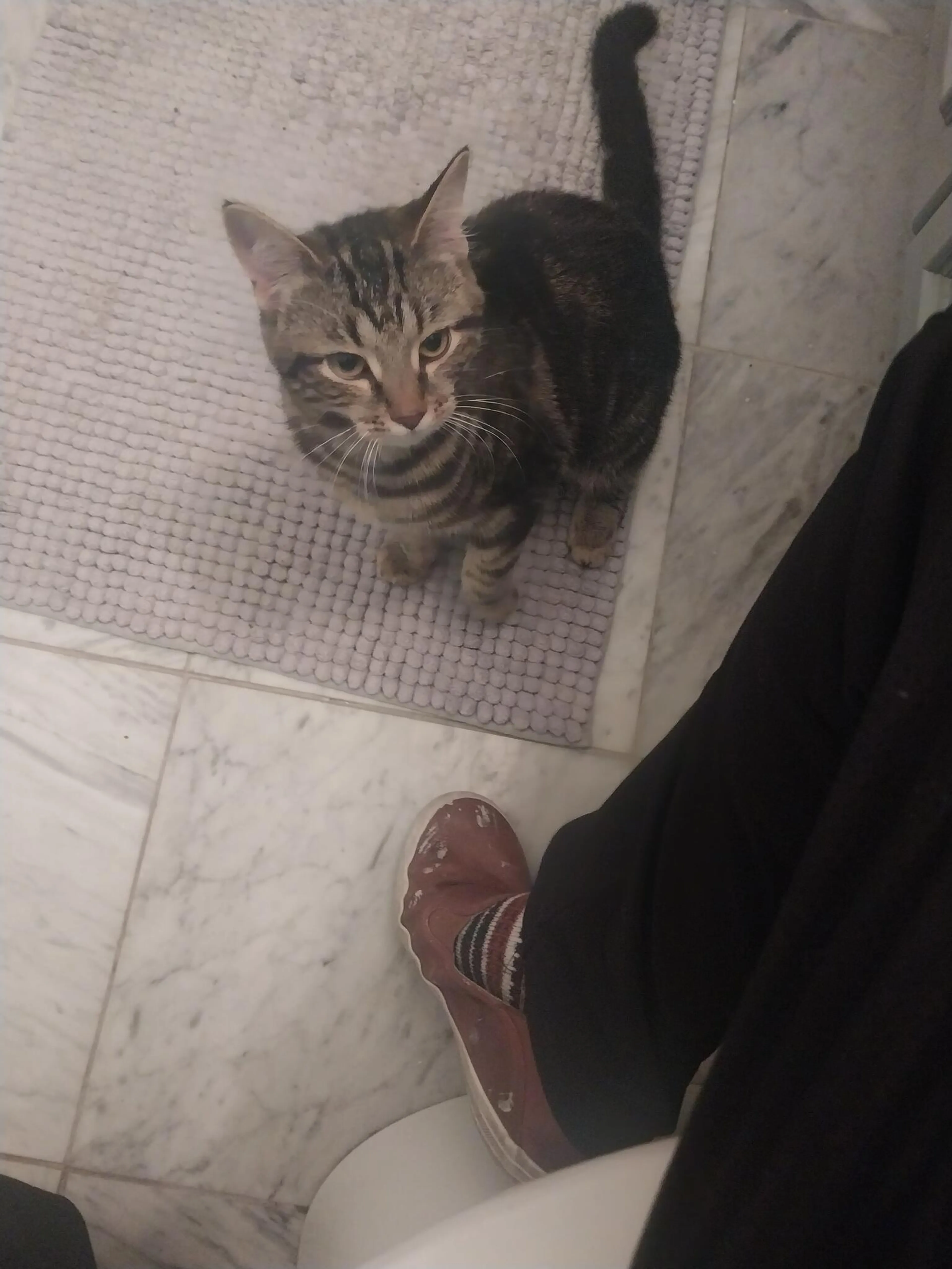 Found pet