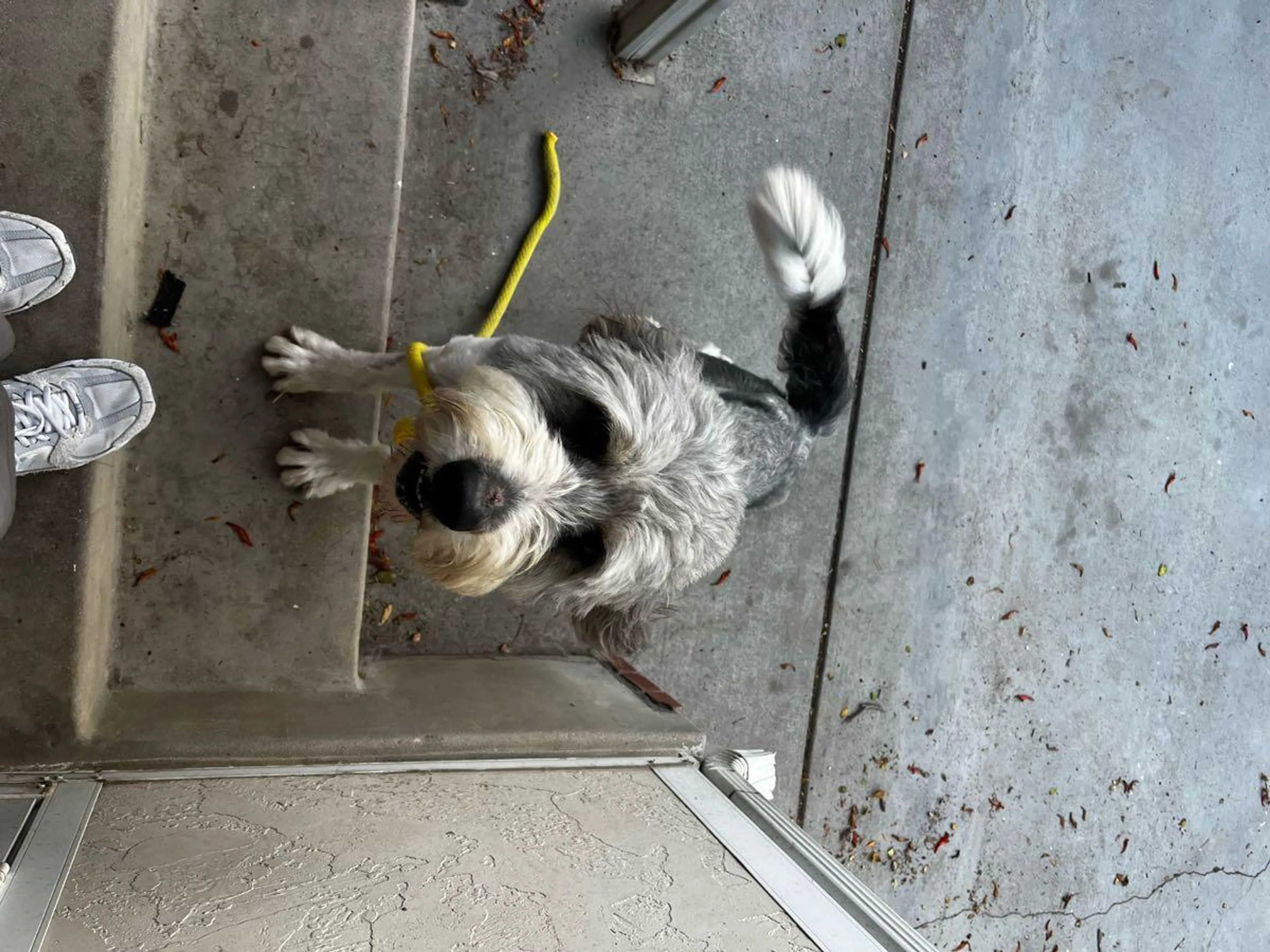 Found pet