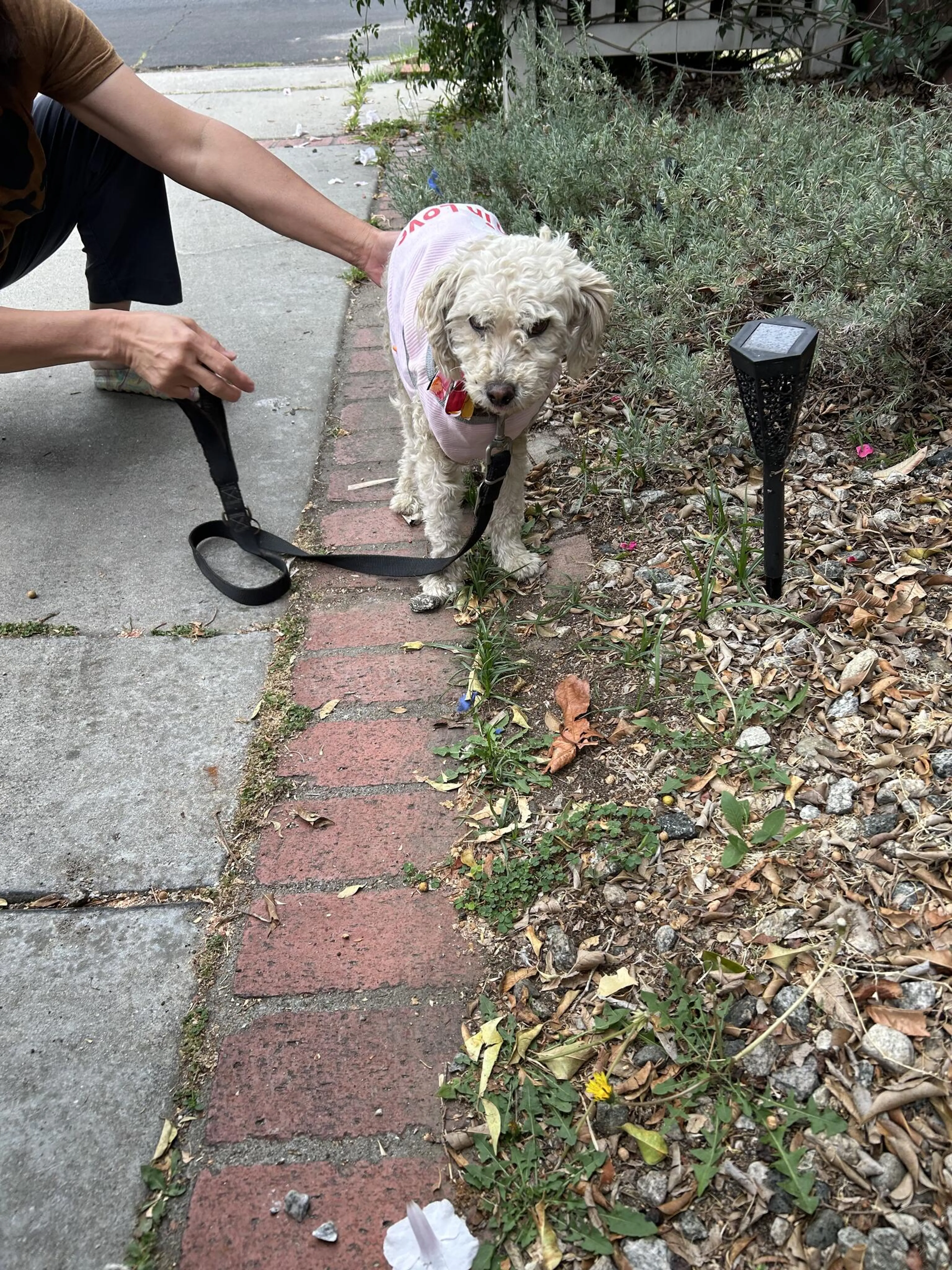 Found pet