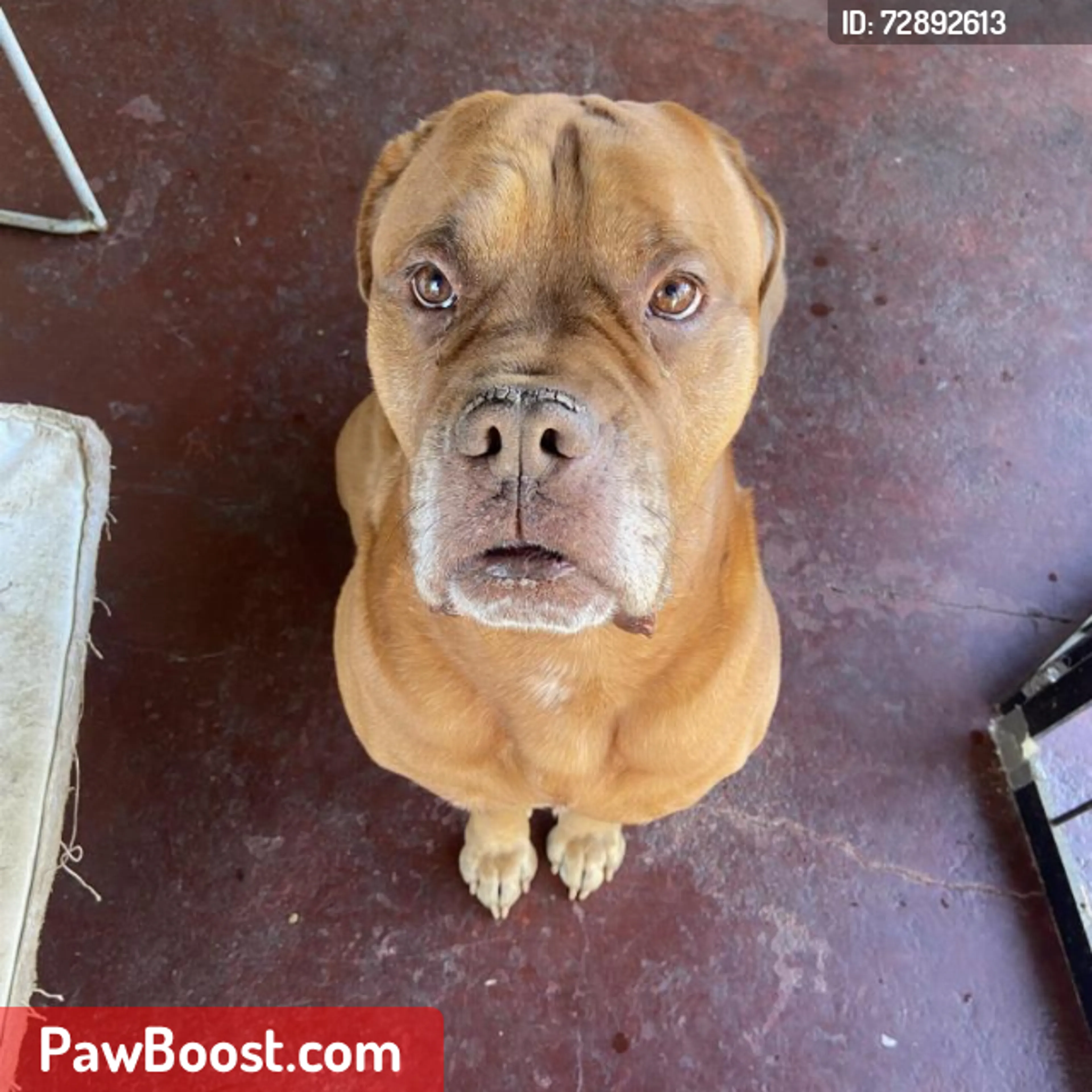 Lost pet