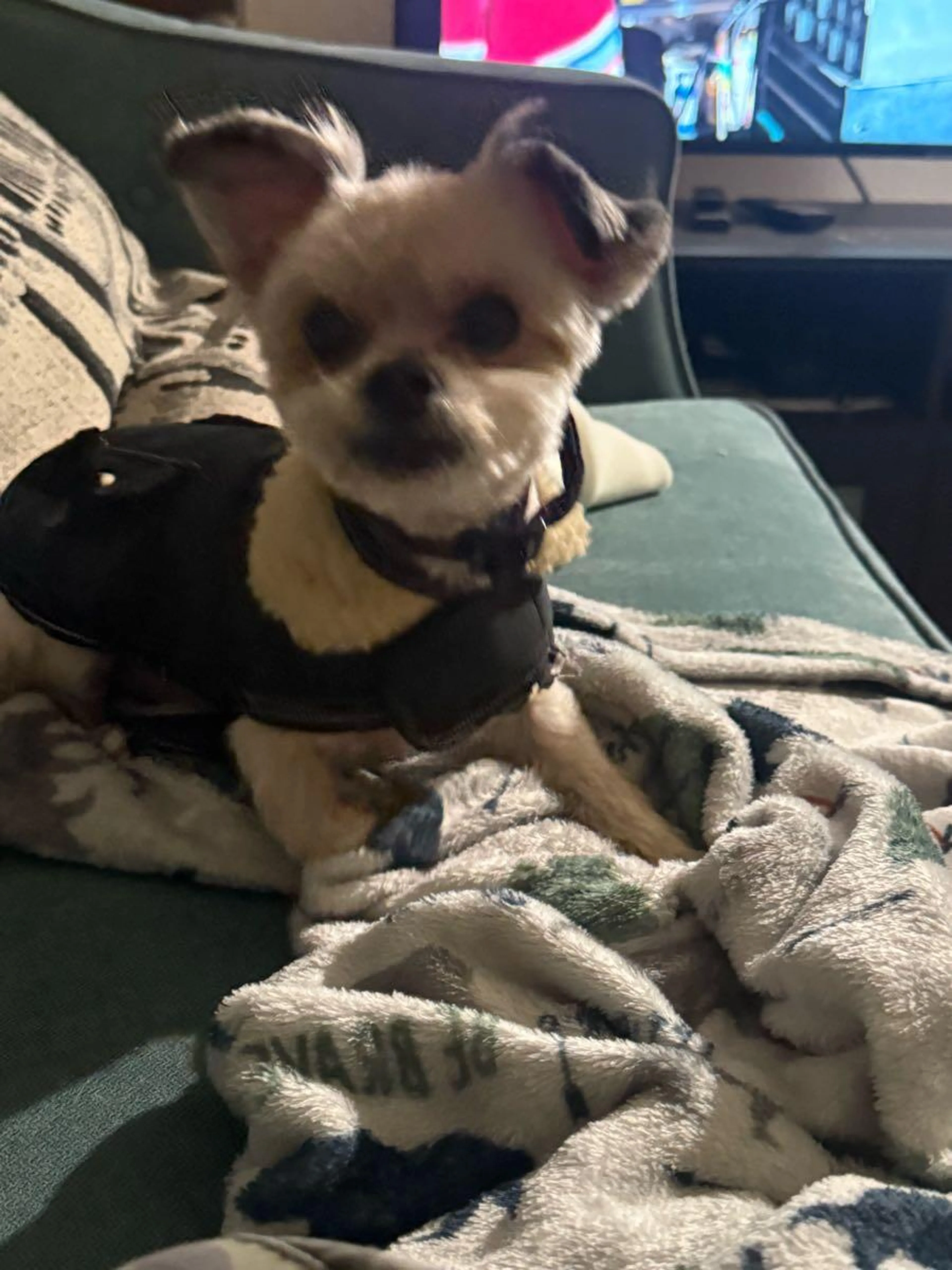 Lost pet