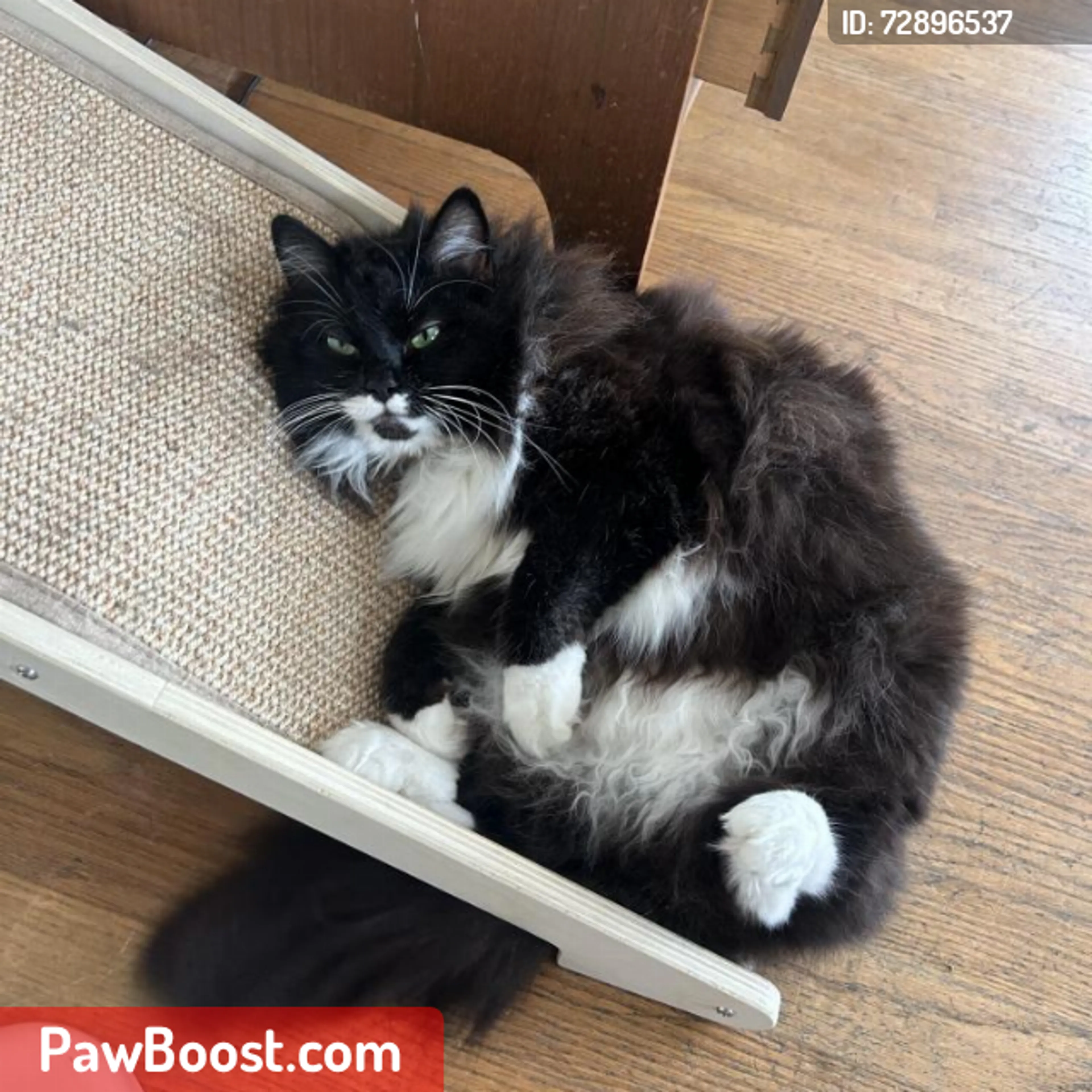 Lost pet
