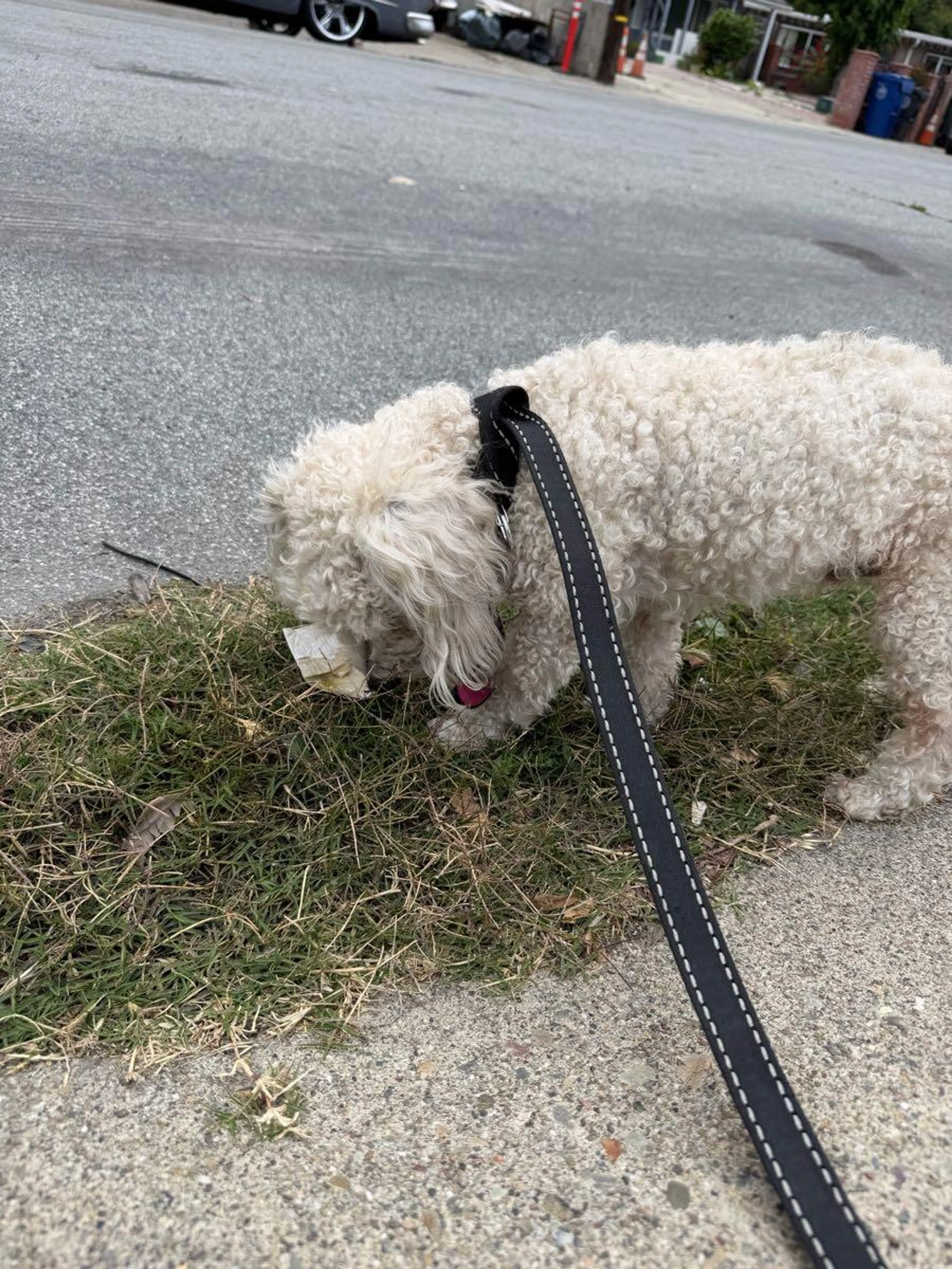 Found pet
