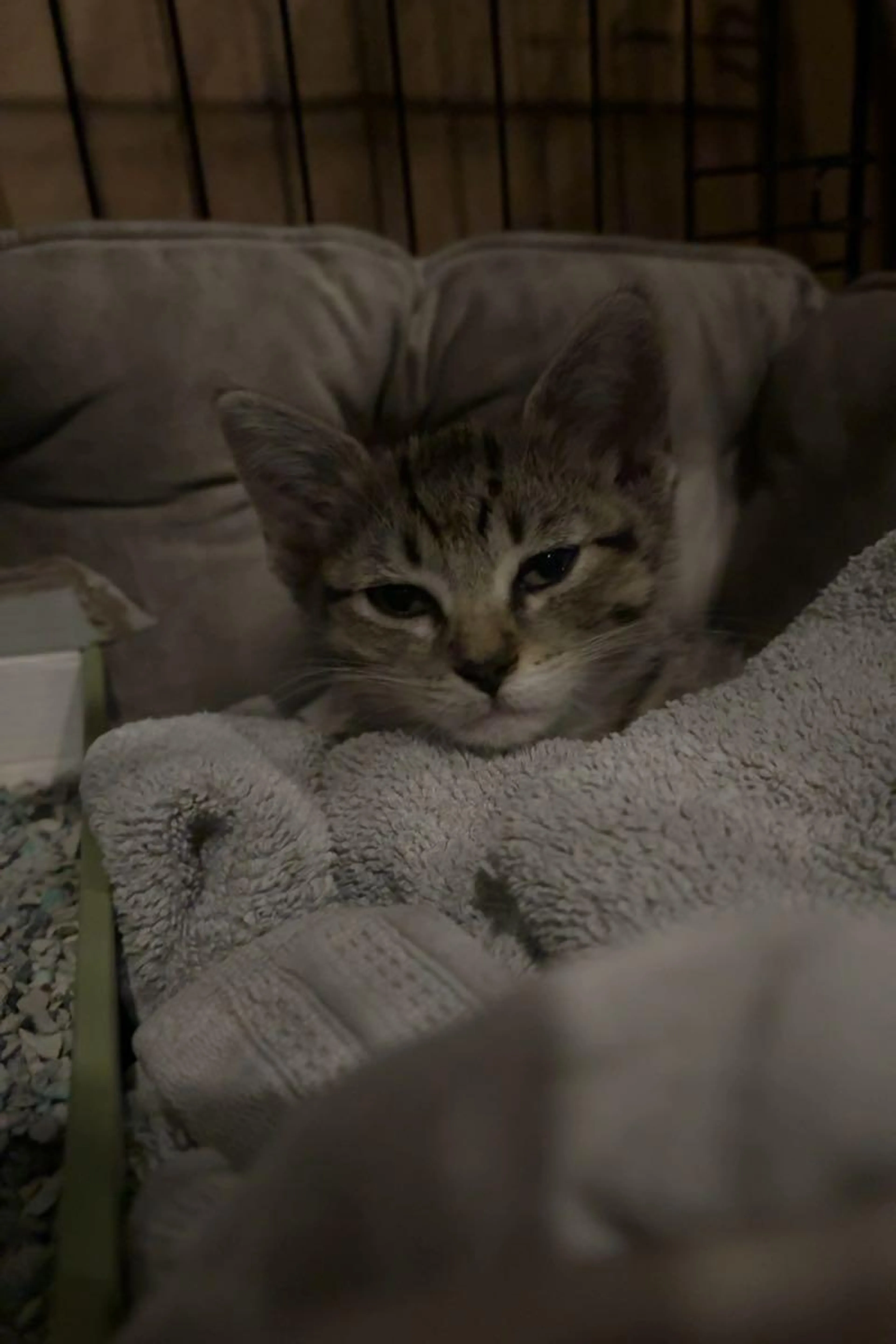 Found pet