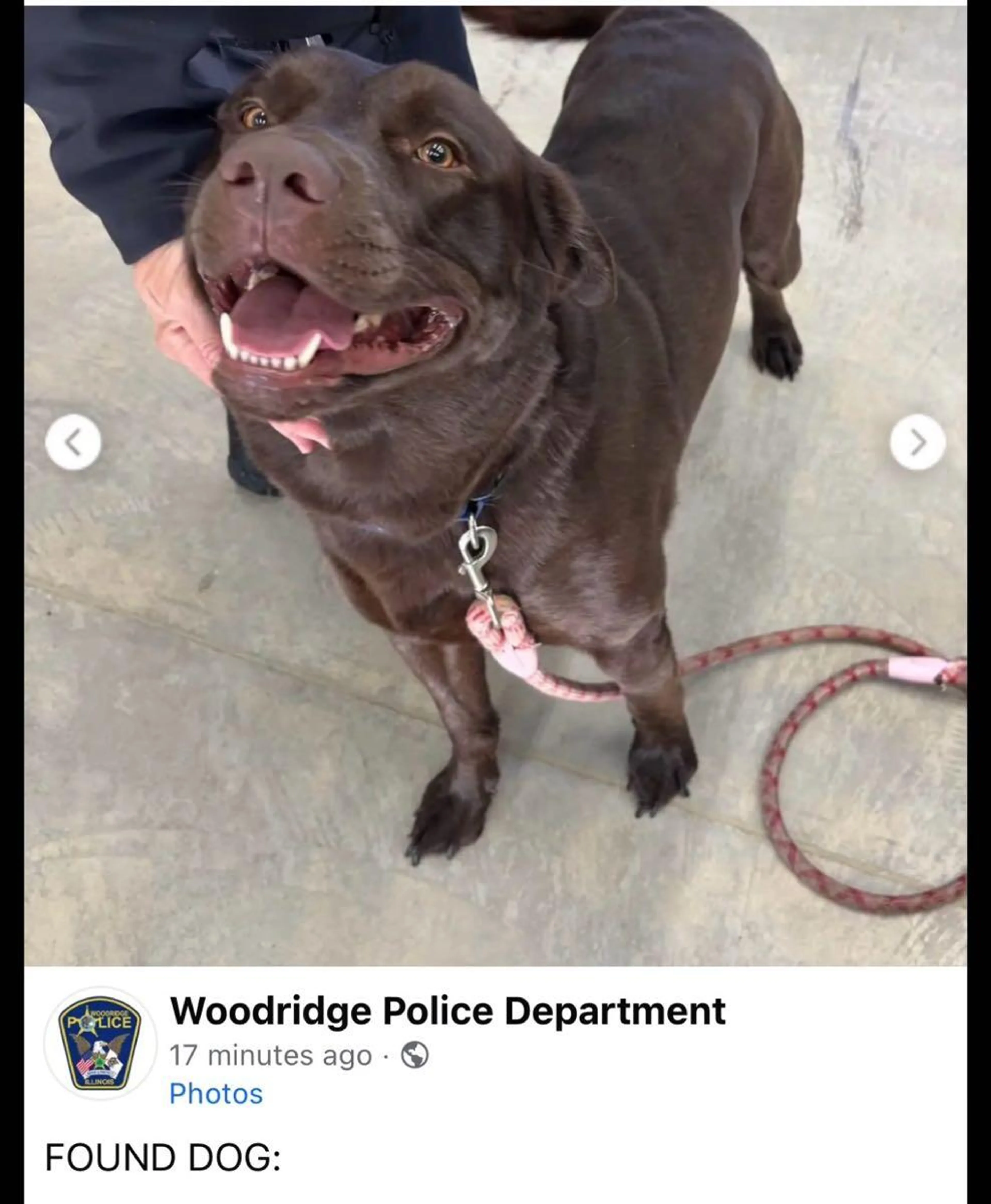 Found pet