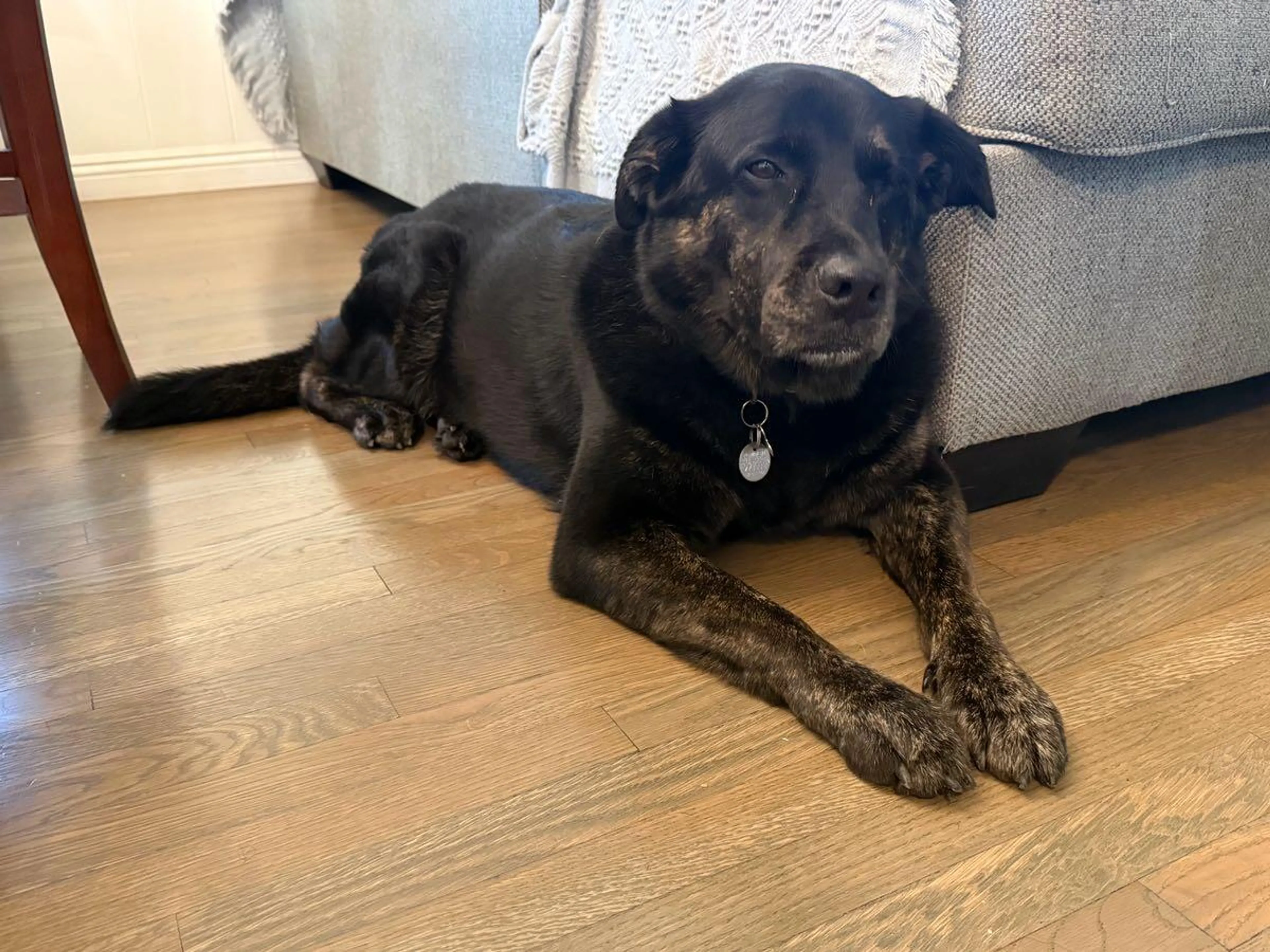 Lost pet