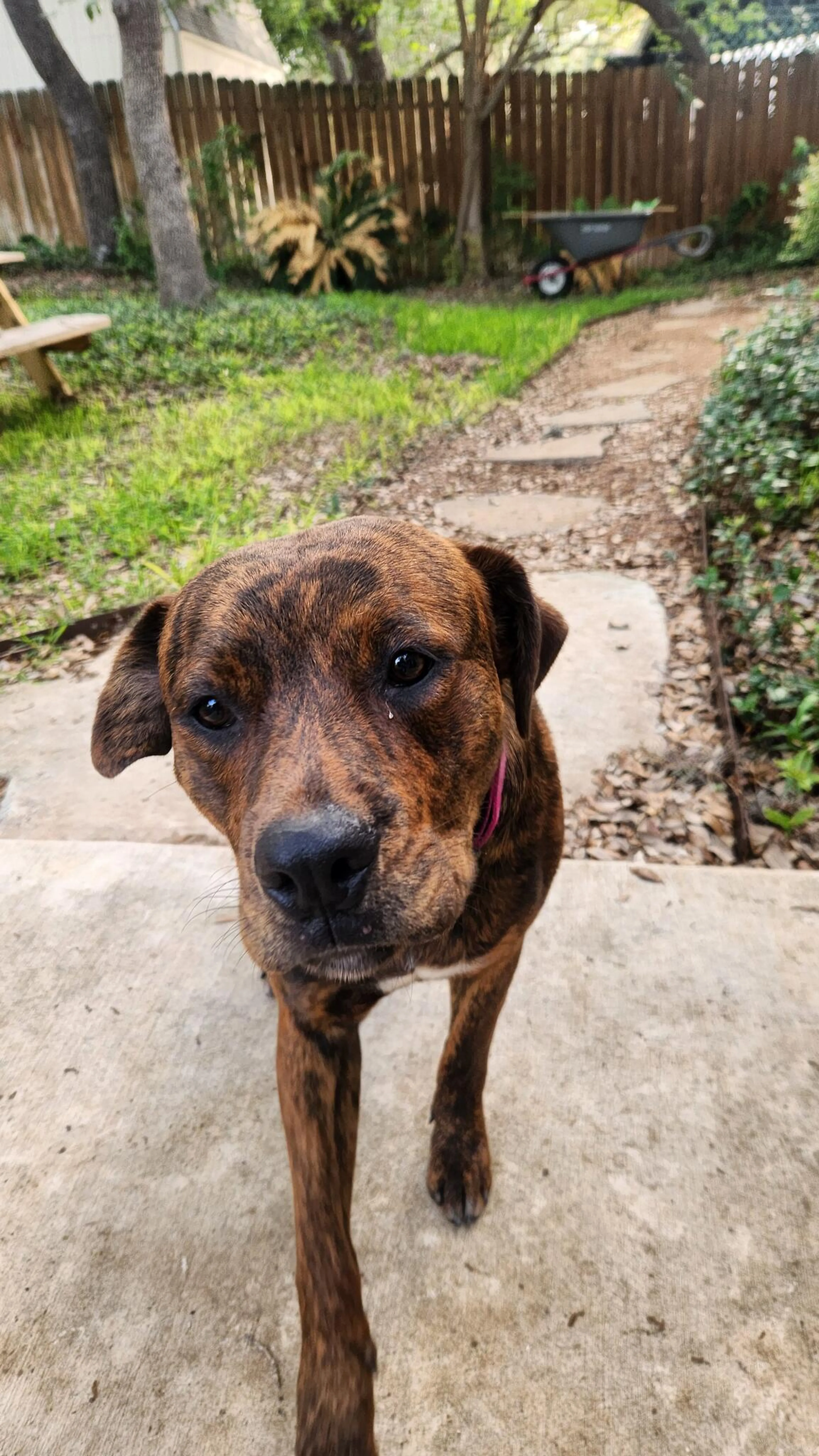 Found pet