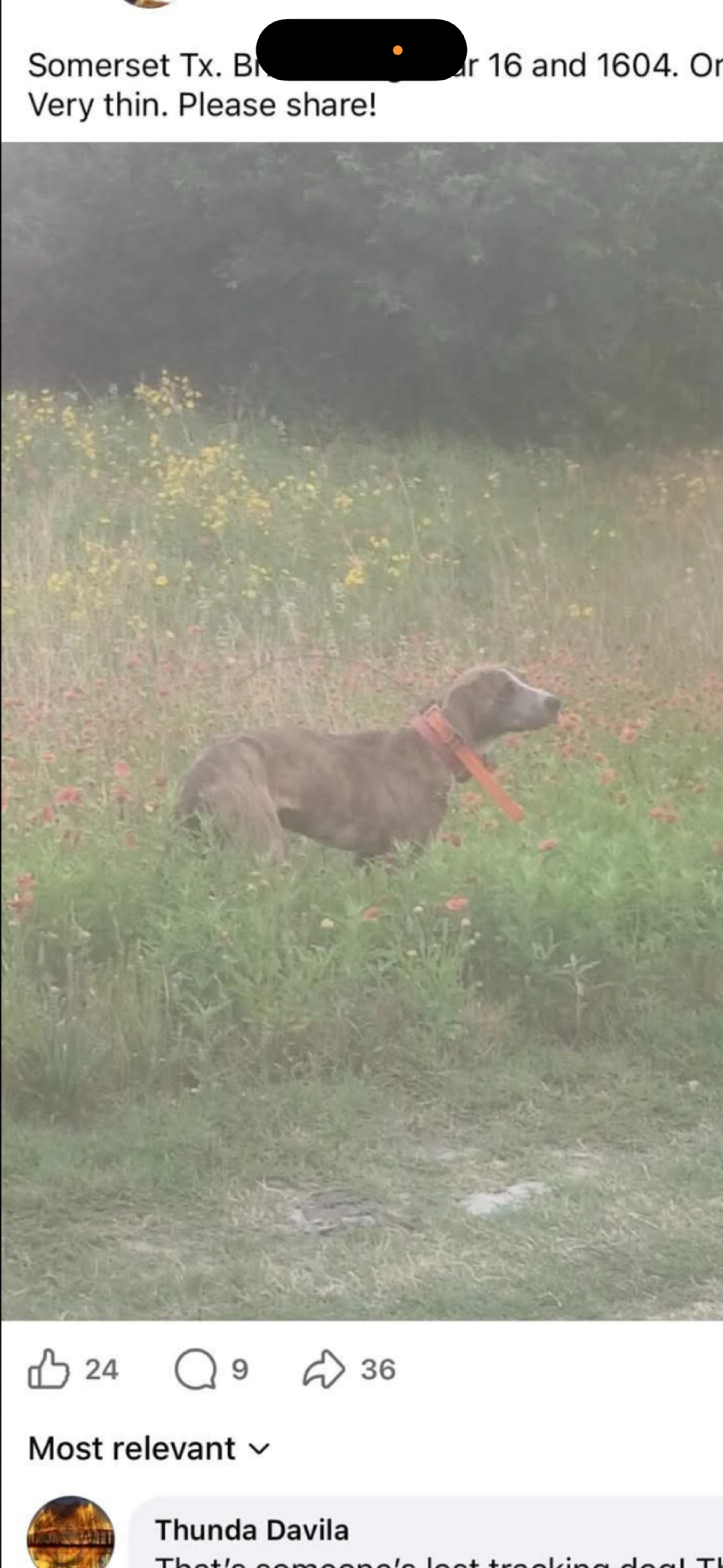 Found pet