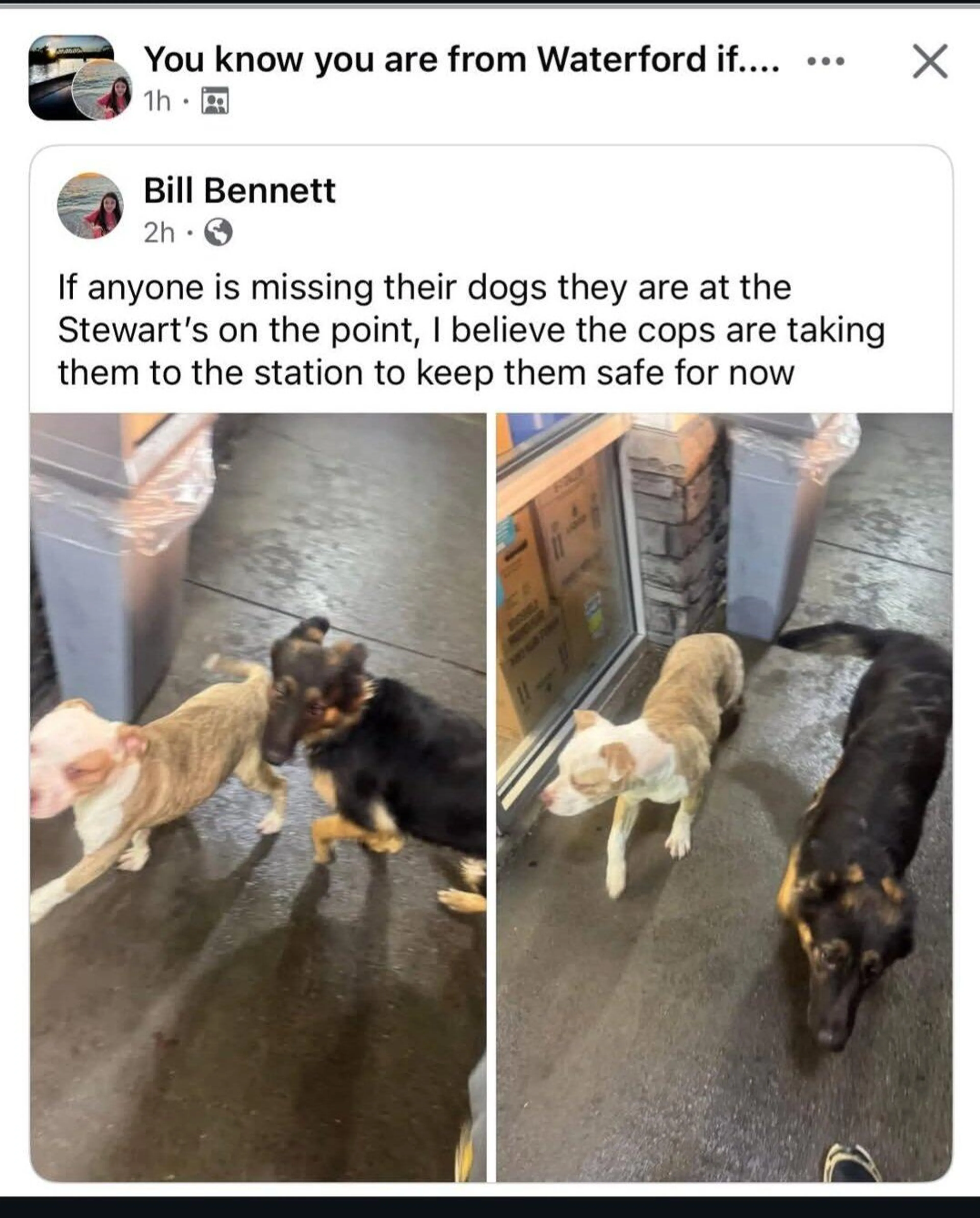Found pet