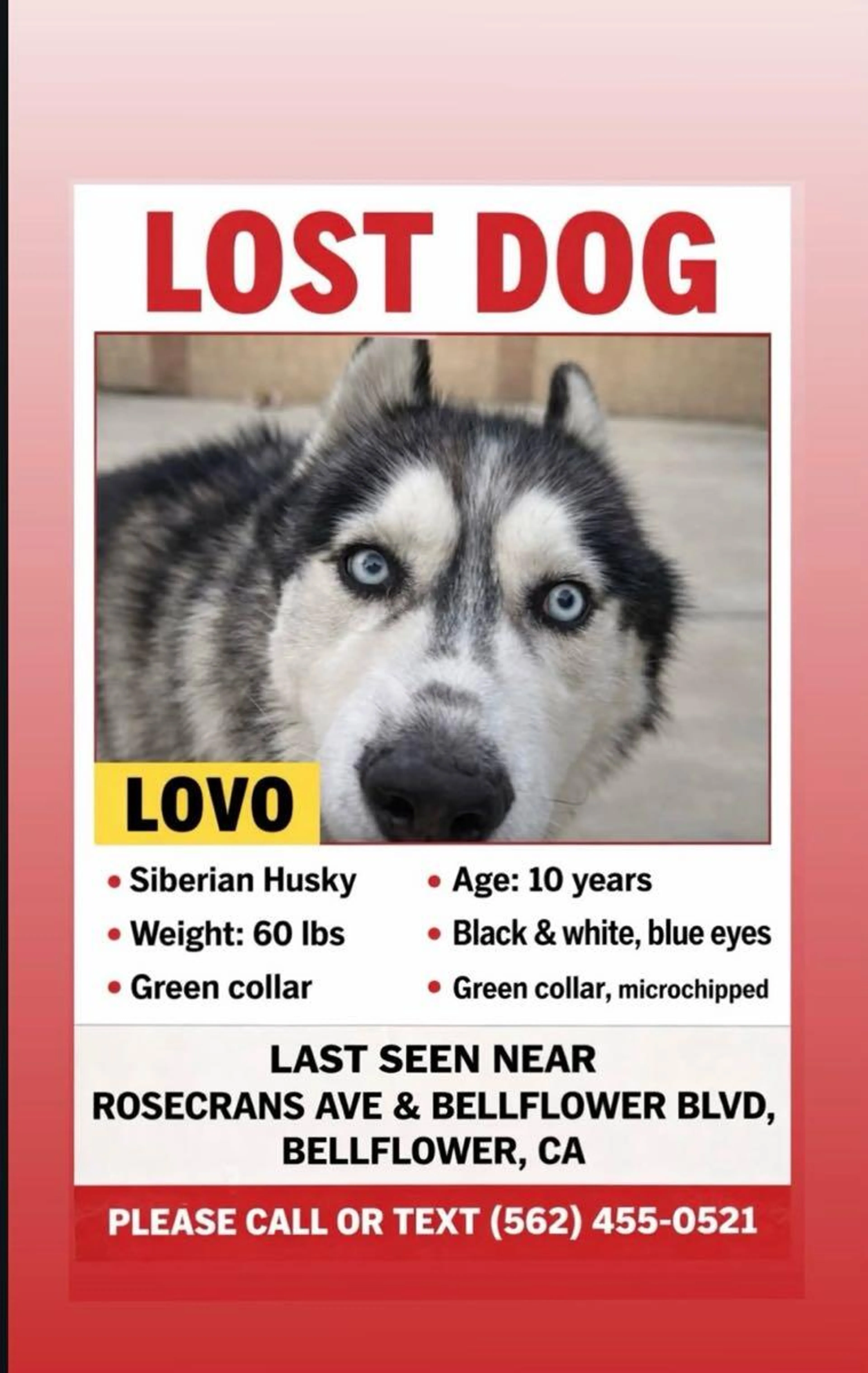 Lost pet