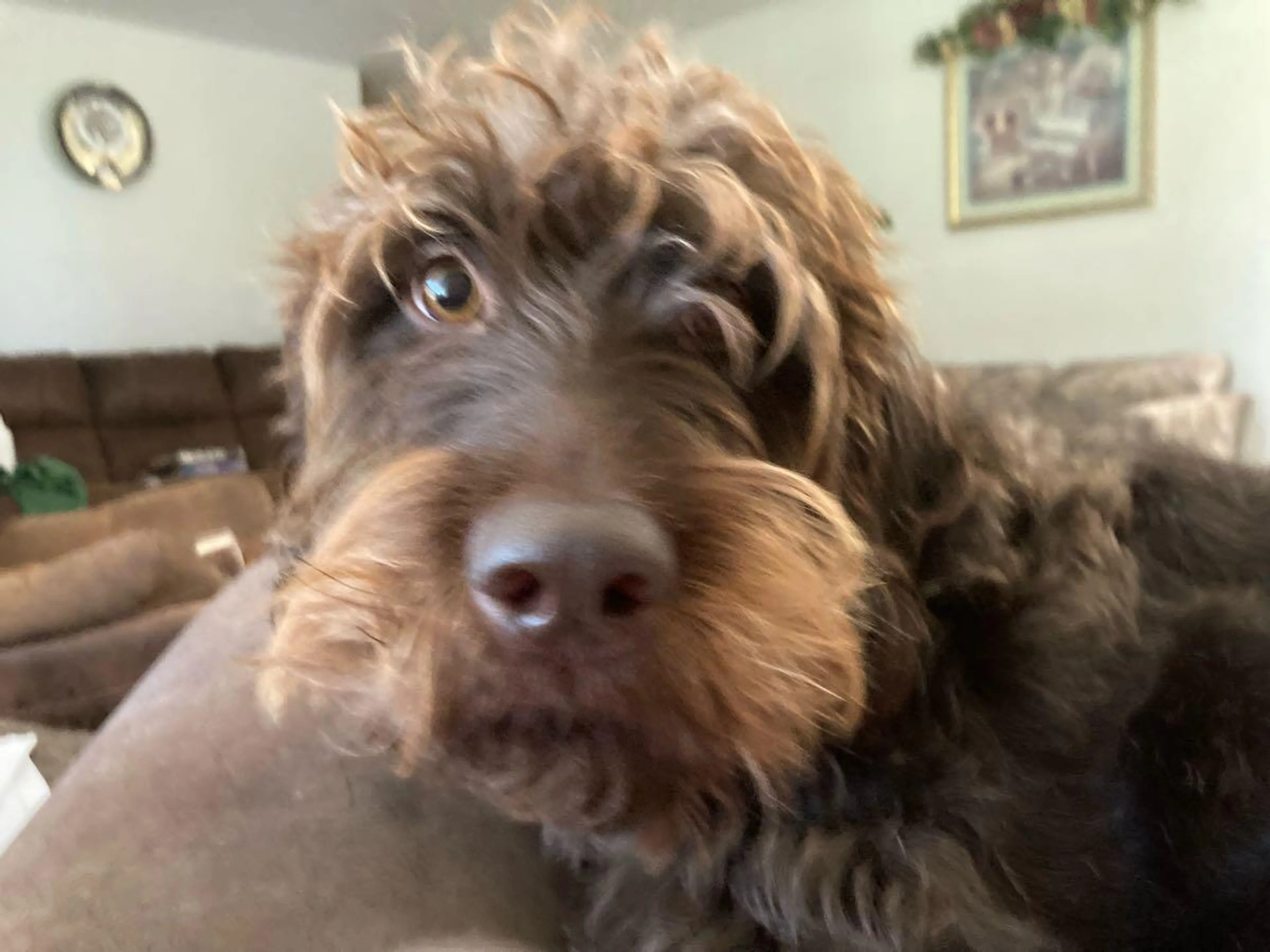 Lost pet