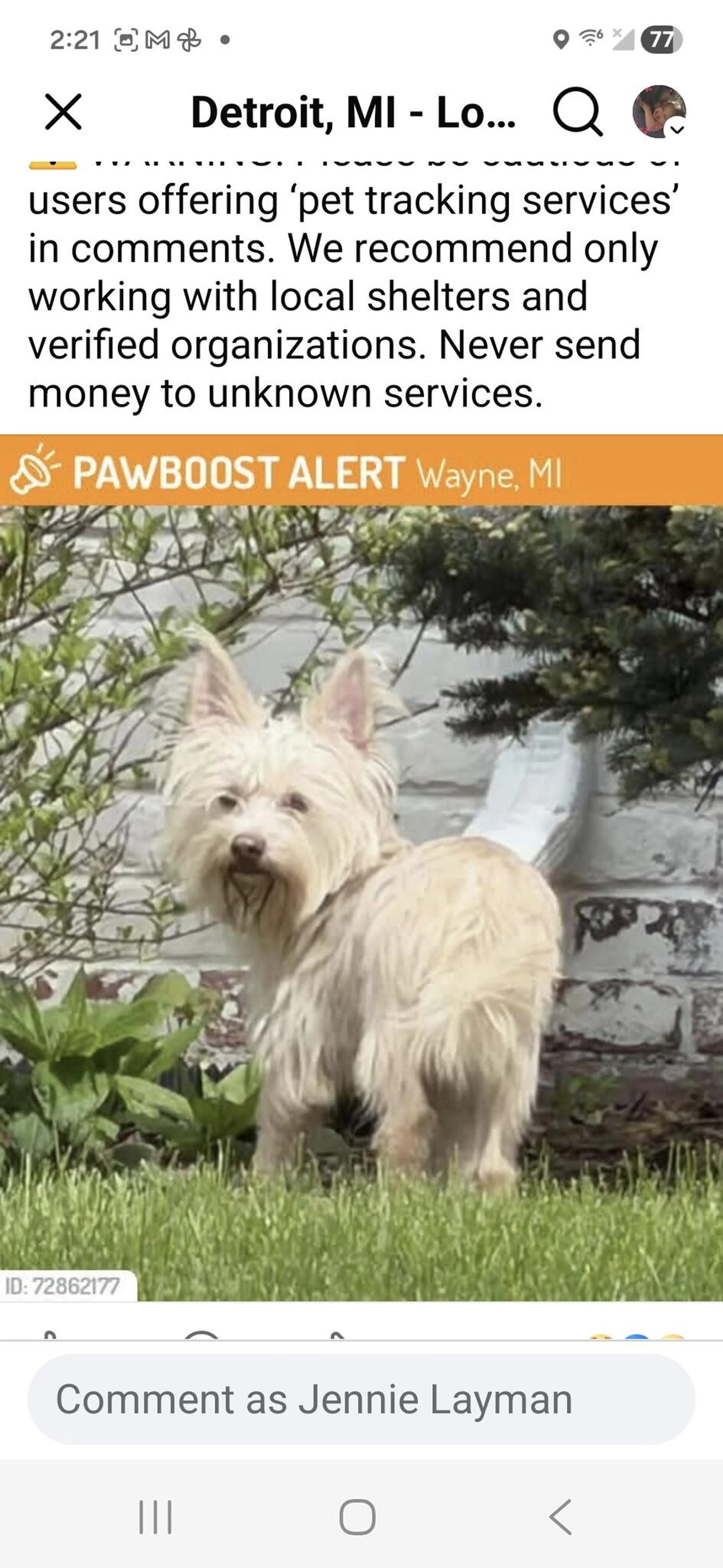 Found pet