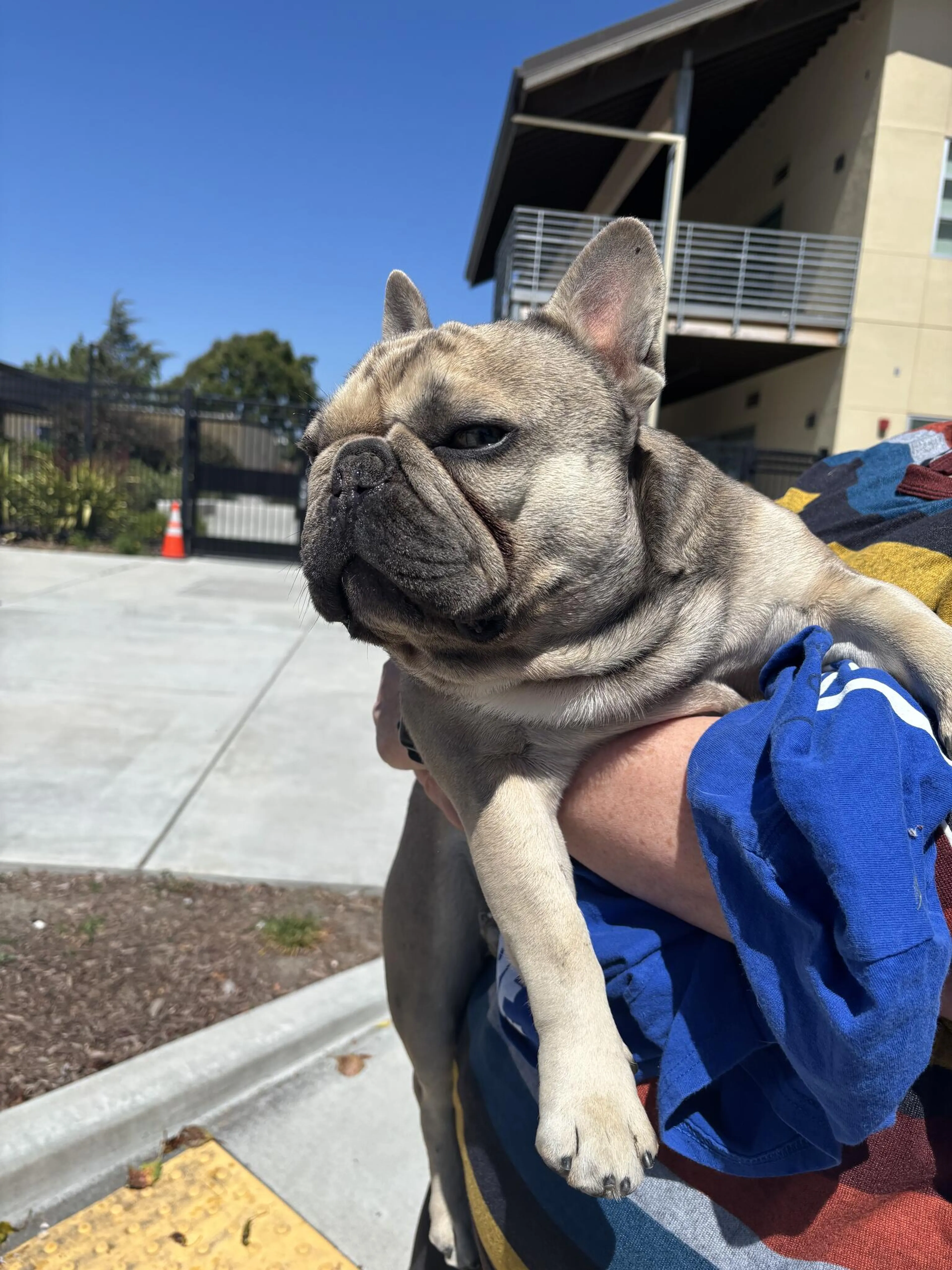 Found pet