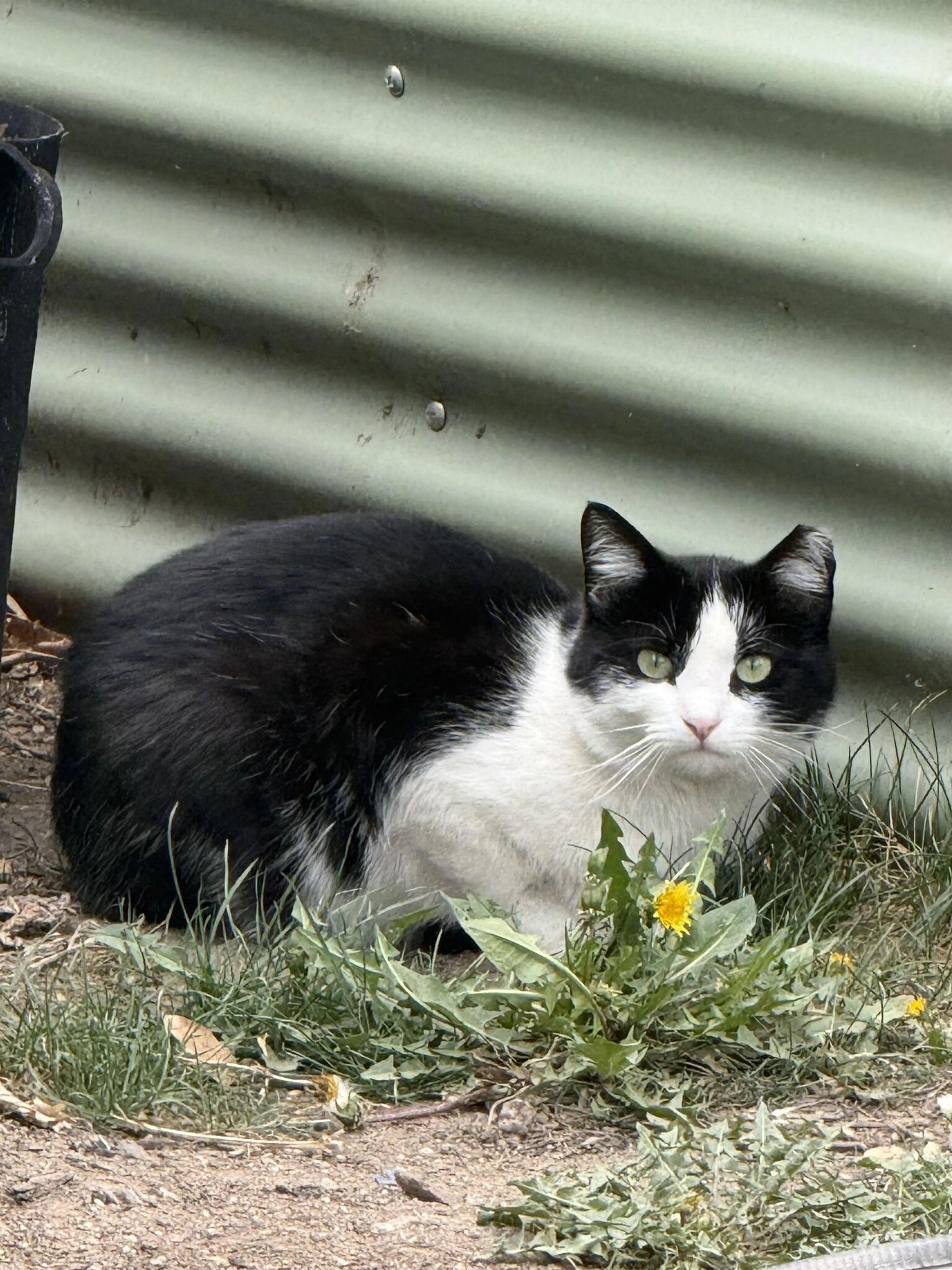 Found pet