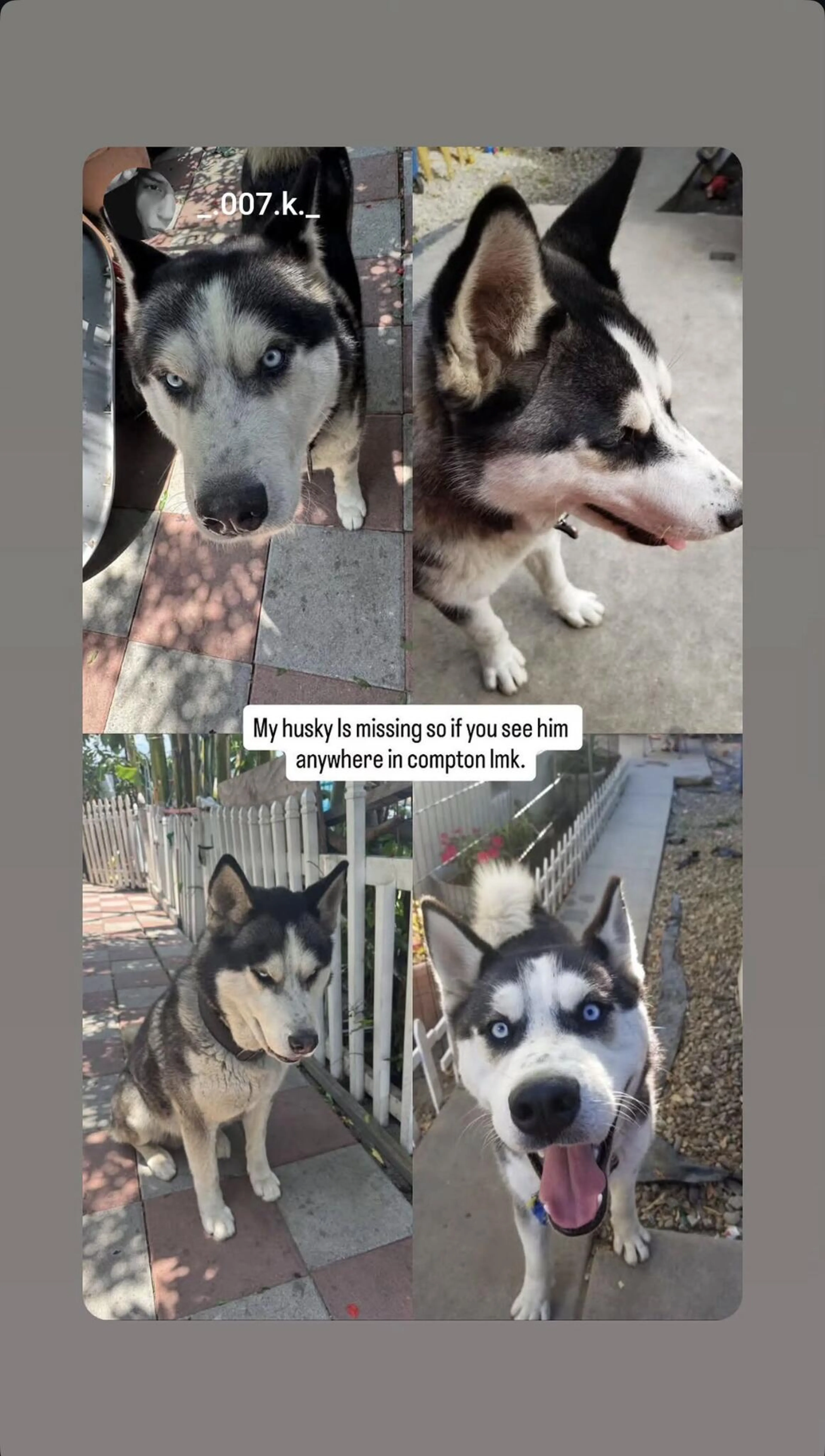 Lost pet