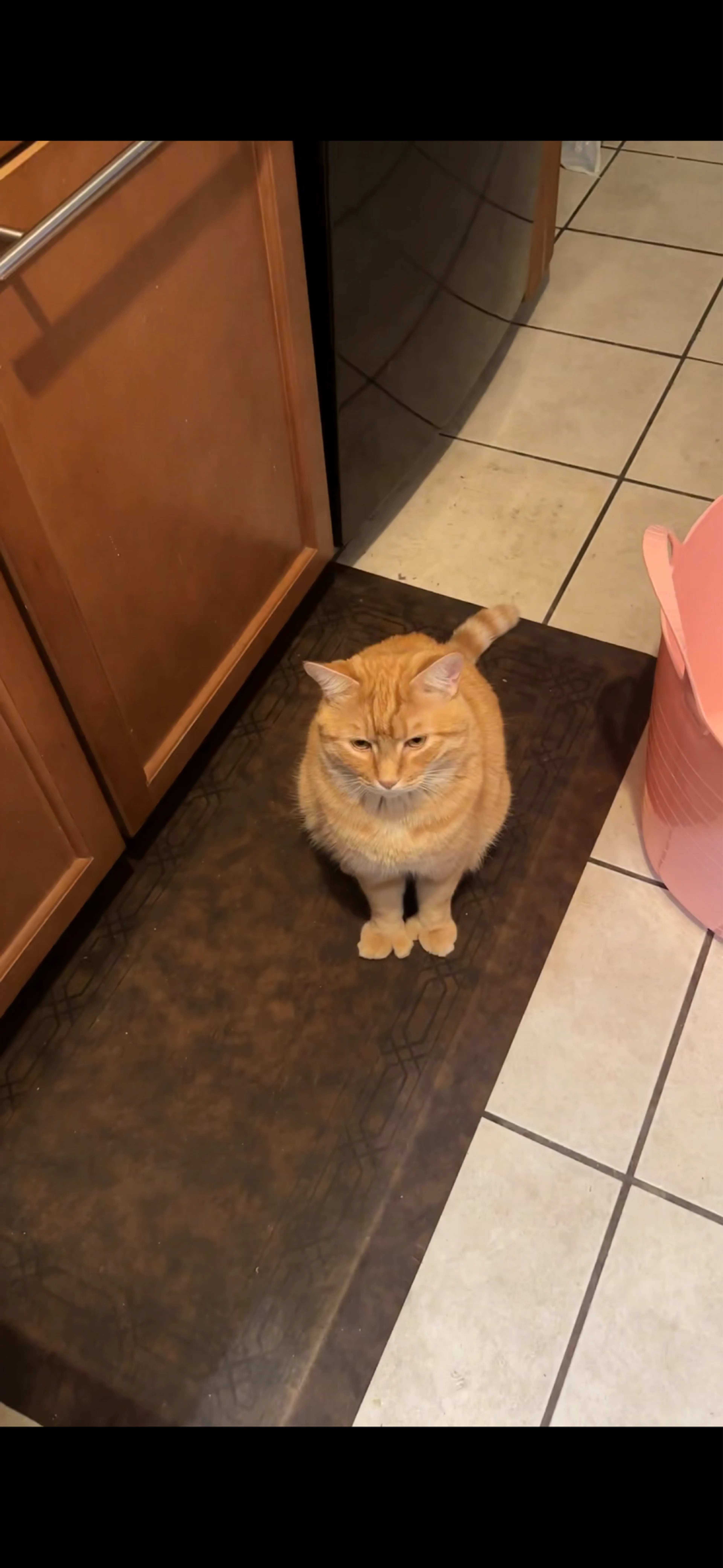 Lost pet