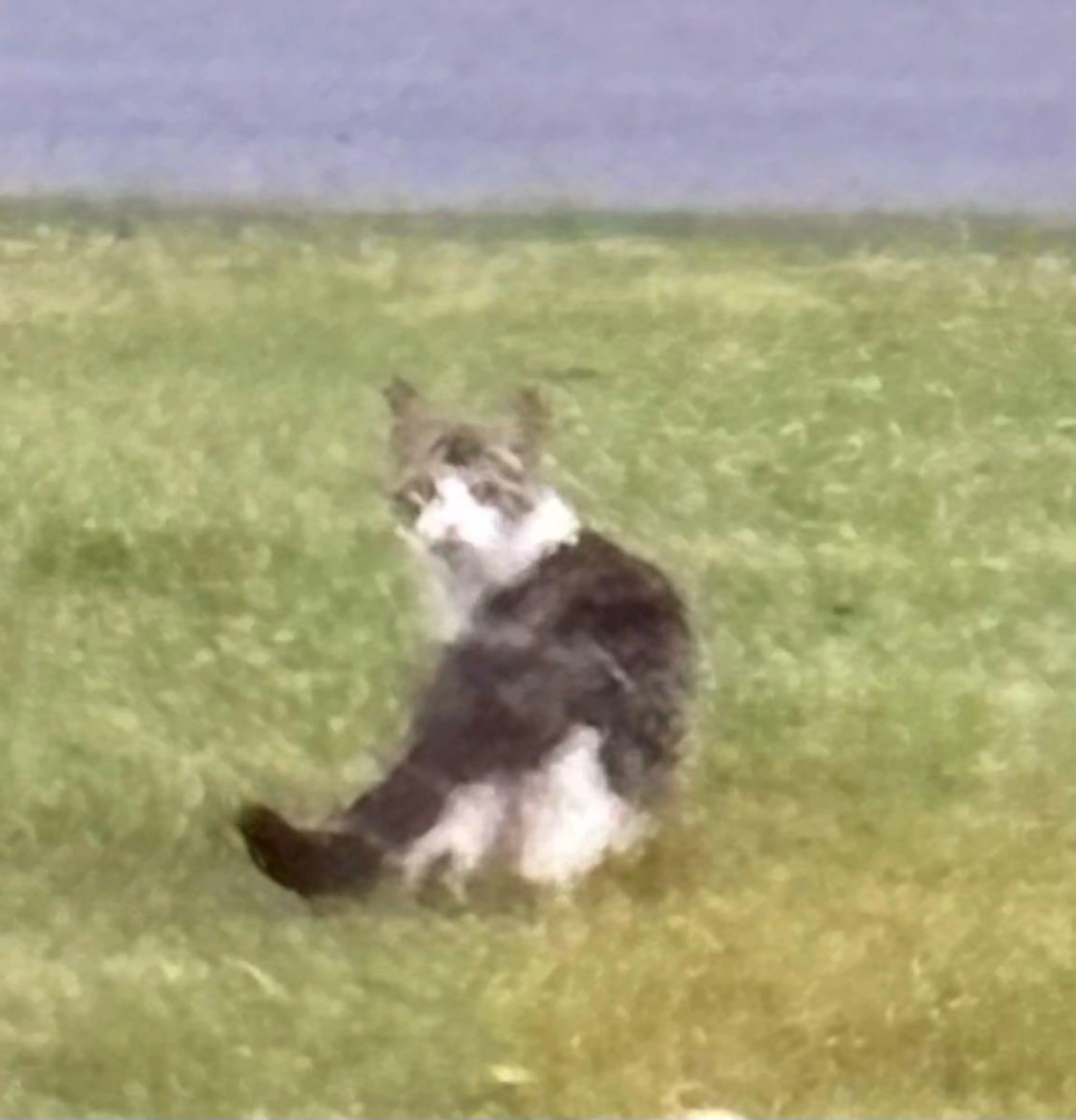 Found pet