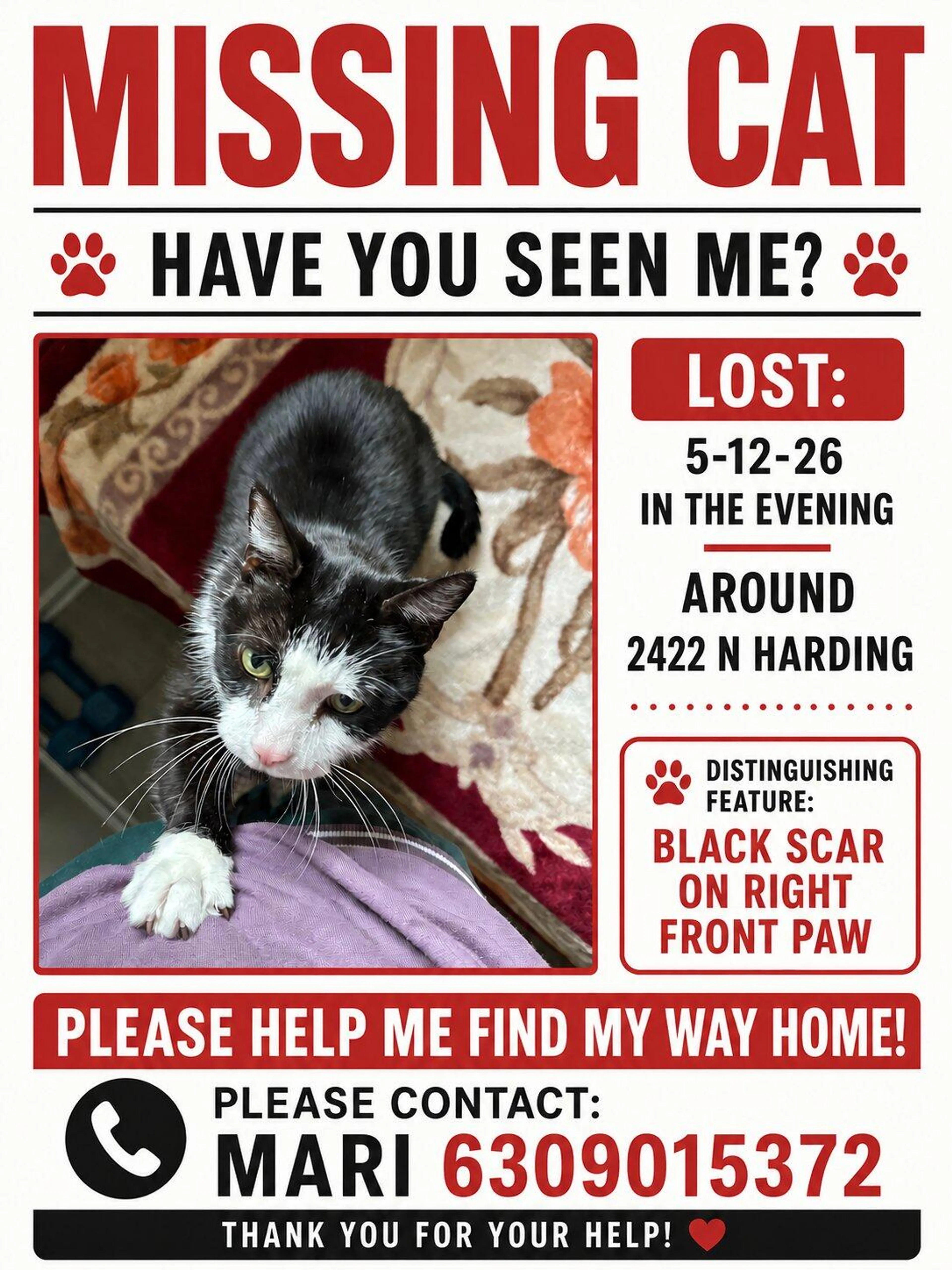 Lost pet